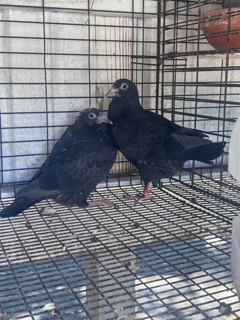 PAIR OF BLACK PIETRAINS