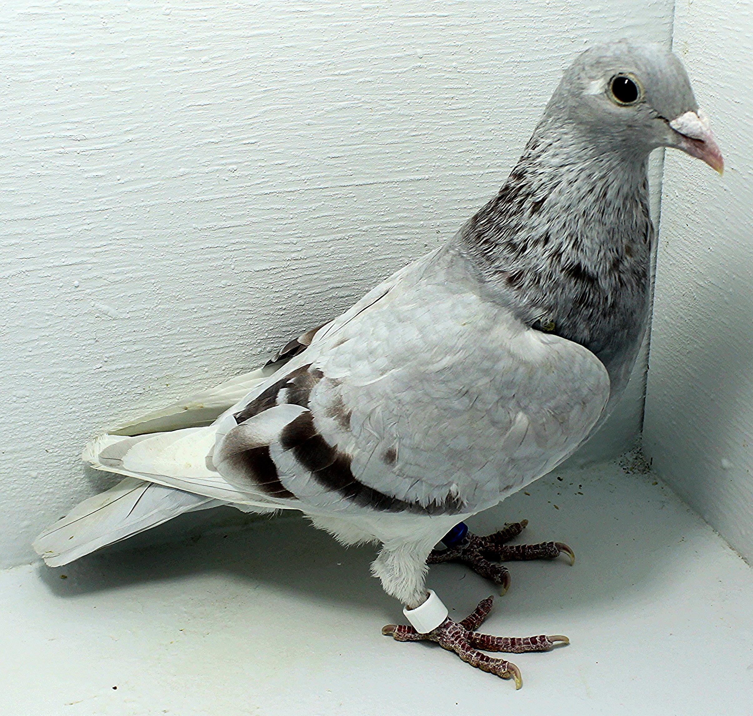 6927 IPB B 2025 Pure Paul Sion