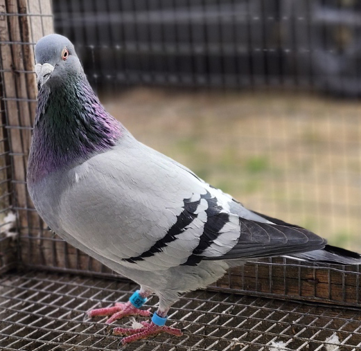 281_25 INBRED KITTEL