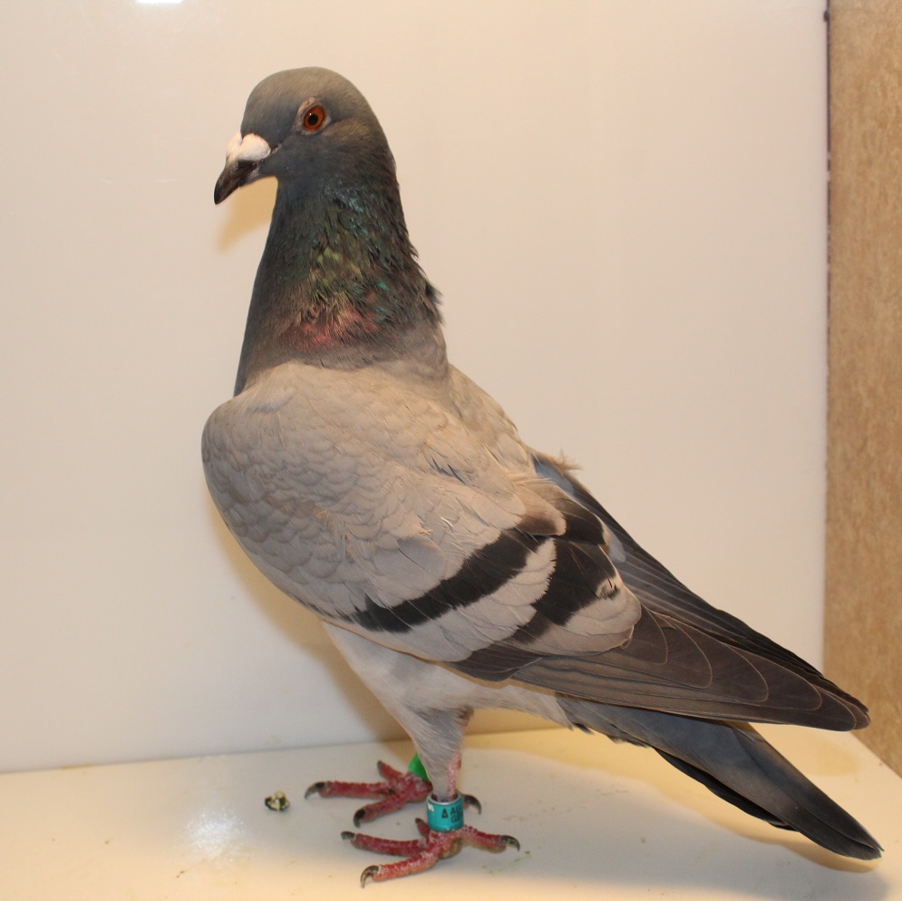 AU 25 GBW 640 BB HEN