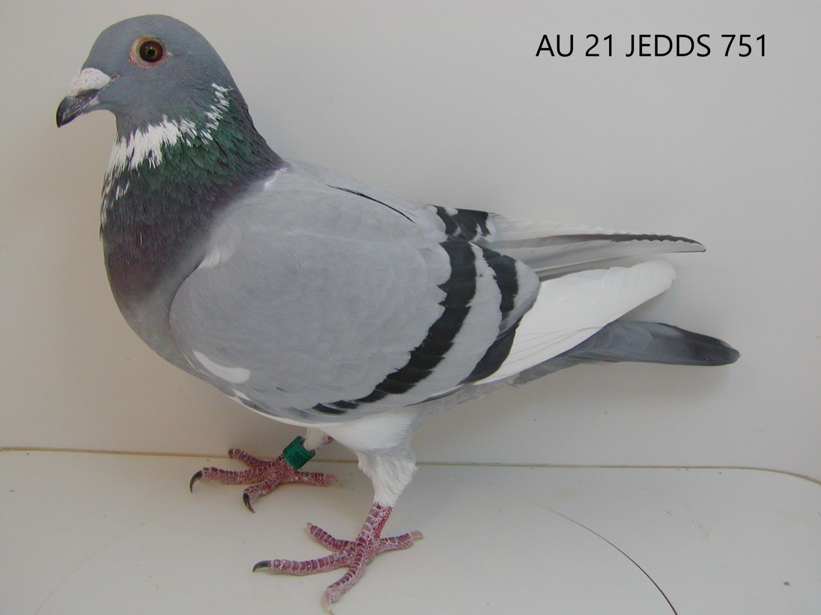 Preview Image 6