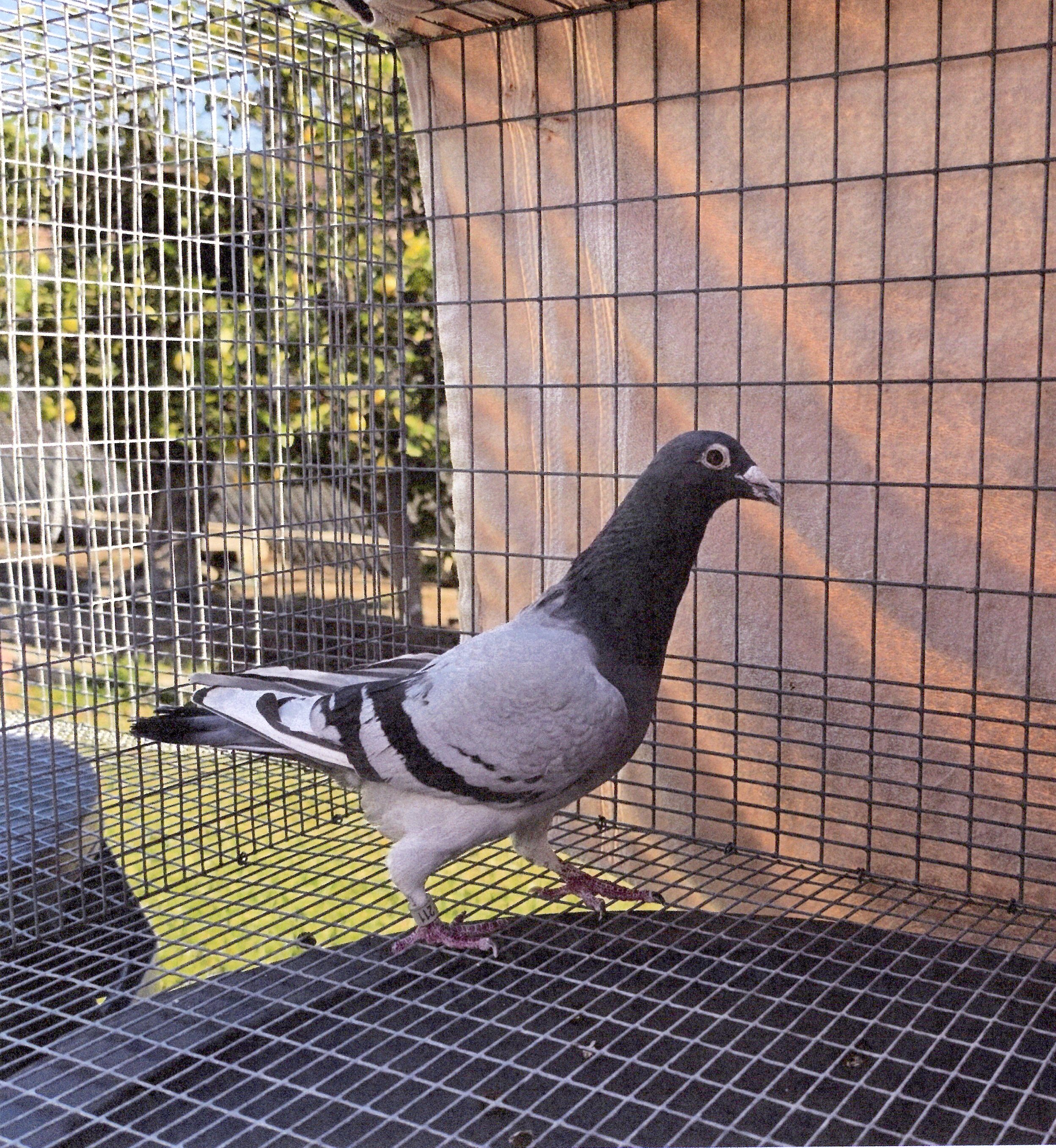 AU-2021-LYNDEN-211 BB WF COCK