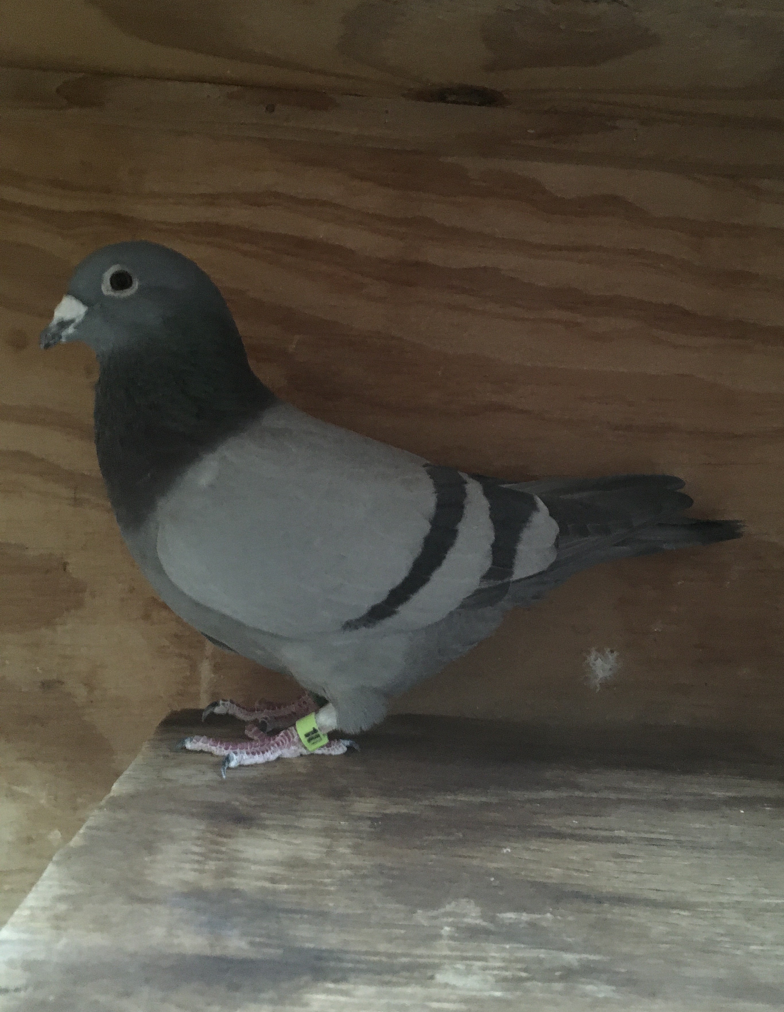 22-CMC-2244 BBWF COCK