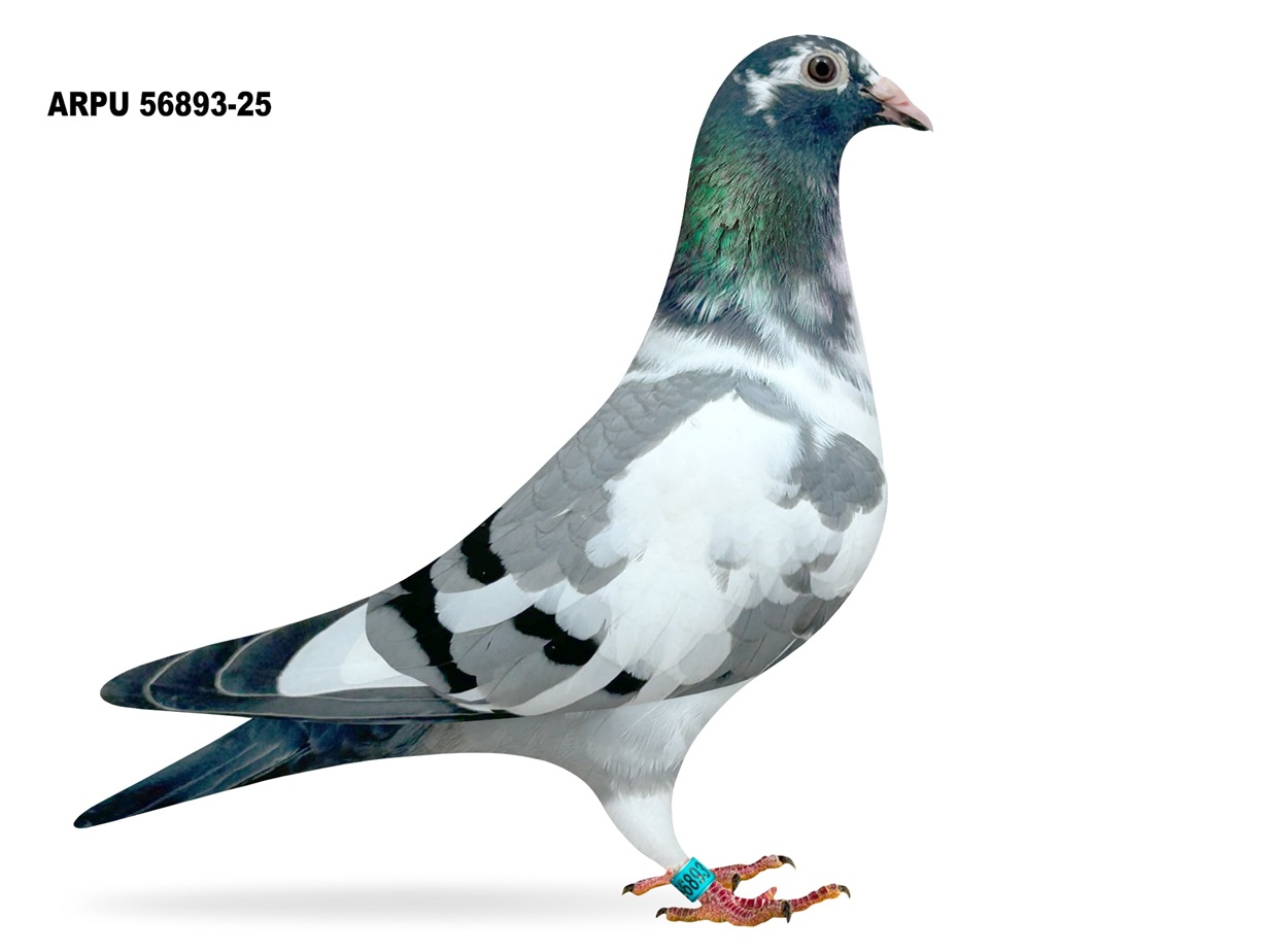 ARPU 56893-25 PIED COCK