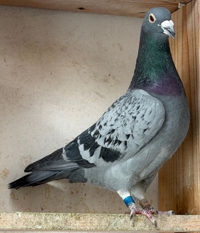 AU-20-SAINZ-20189 BC COCK 