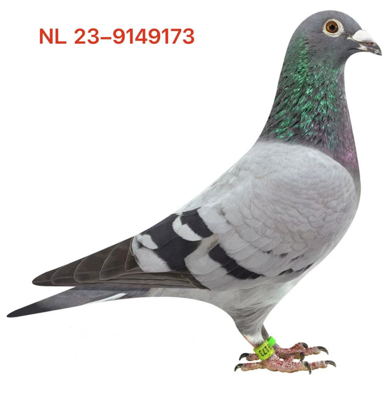 NL 23-9149173  BLUE HEN 