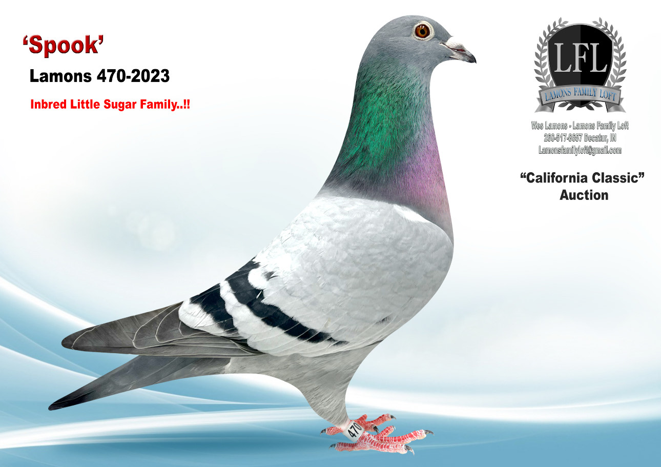 Lot 25. 2023 Lamons 470 Cock