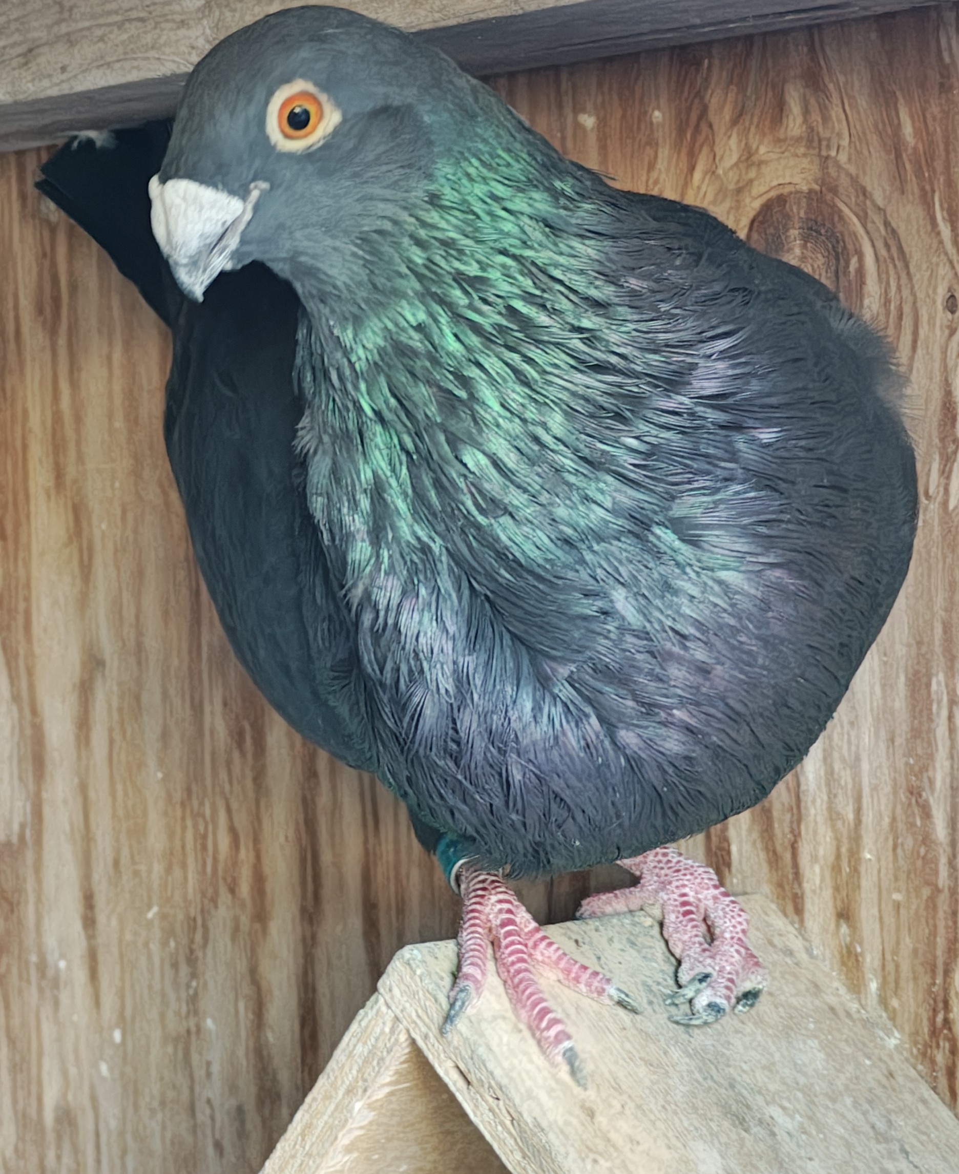 Jiennense Pouter Cock 