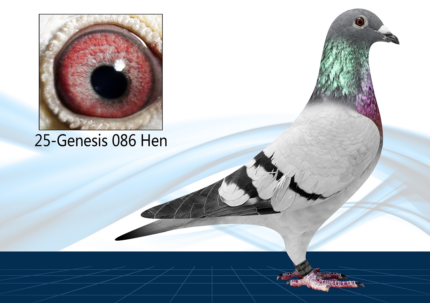 25-086(Hen) Inbred Ludo Claessens Blood