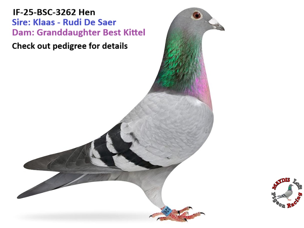 Klaas - Rudi De Saer x Best Kittel - Pebbles - Romario