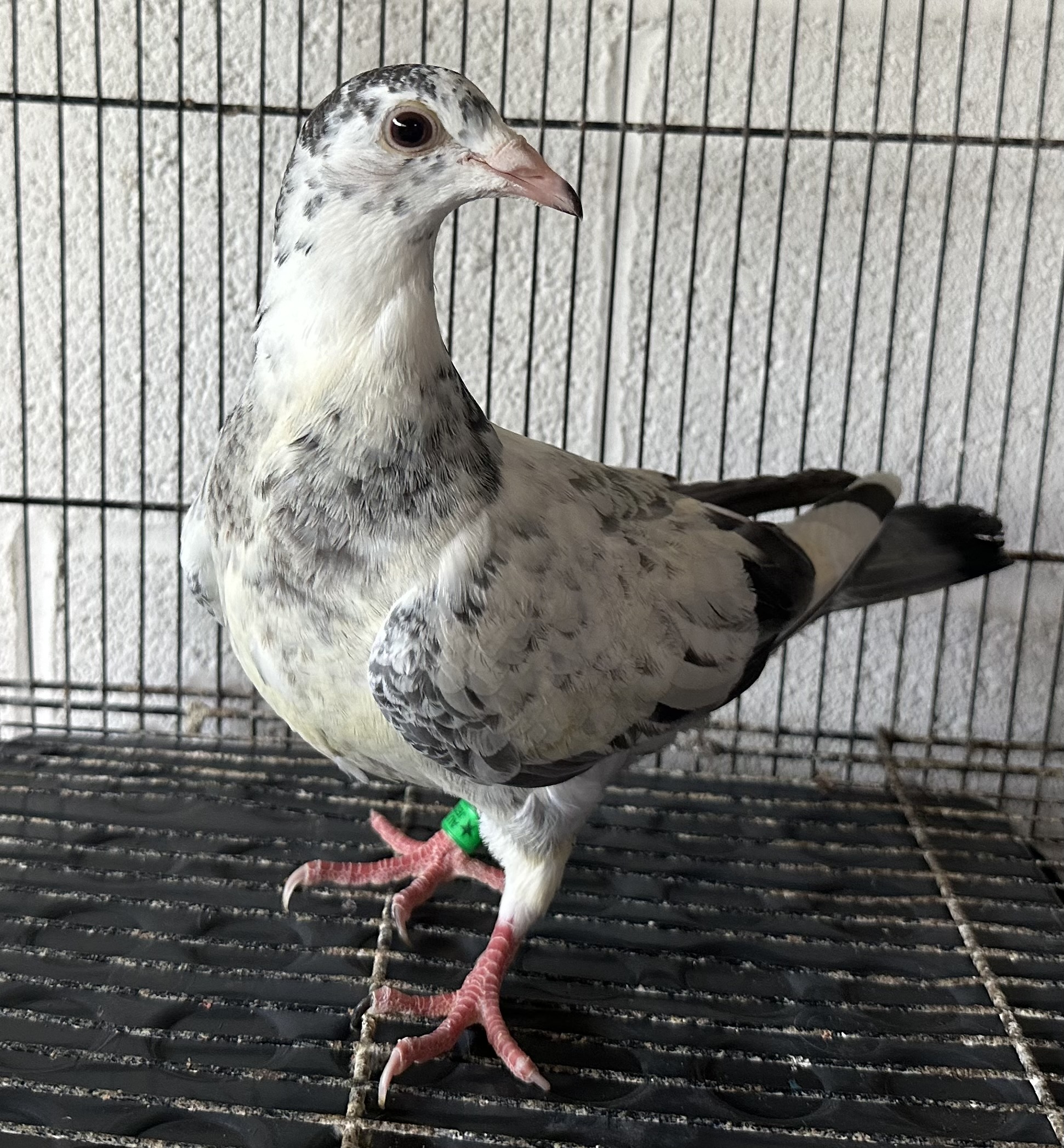 Inbred Harry/Birdy/GFL Doc Holiday/NoMercy