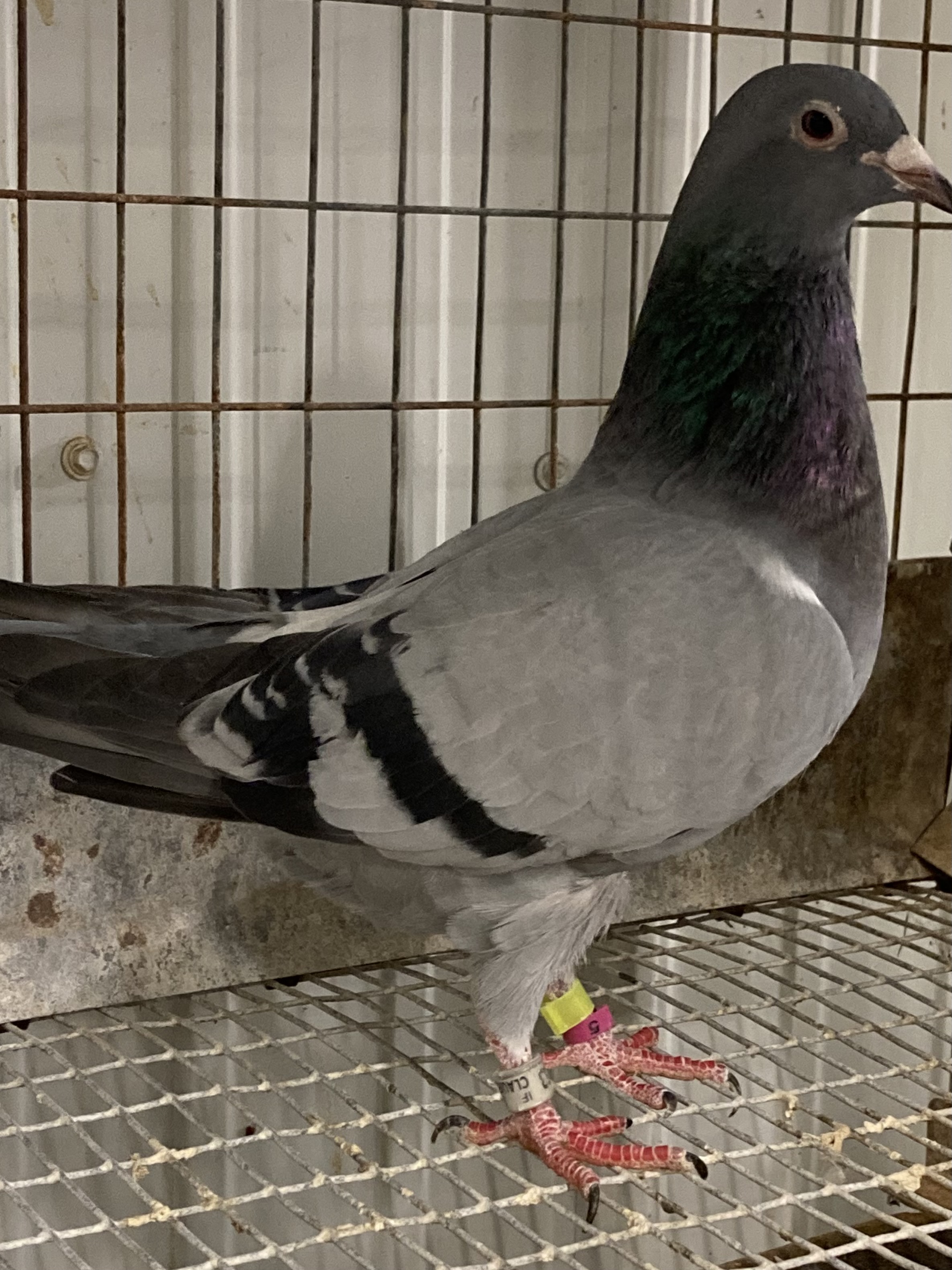 iPigeon.com - Racing Pigeon Auction