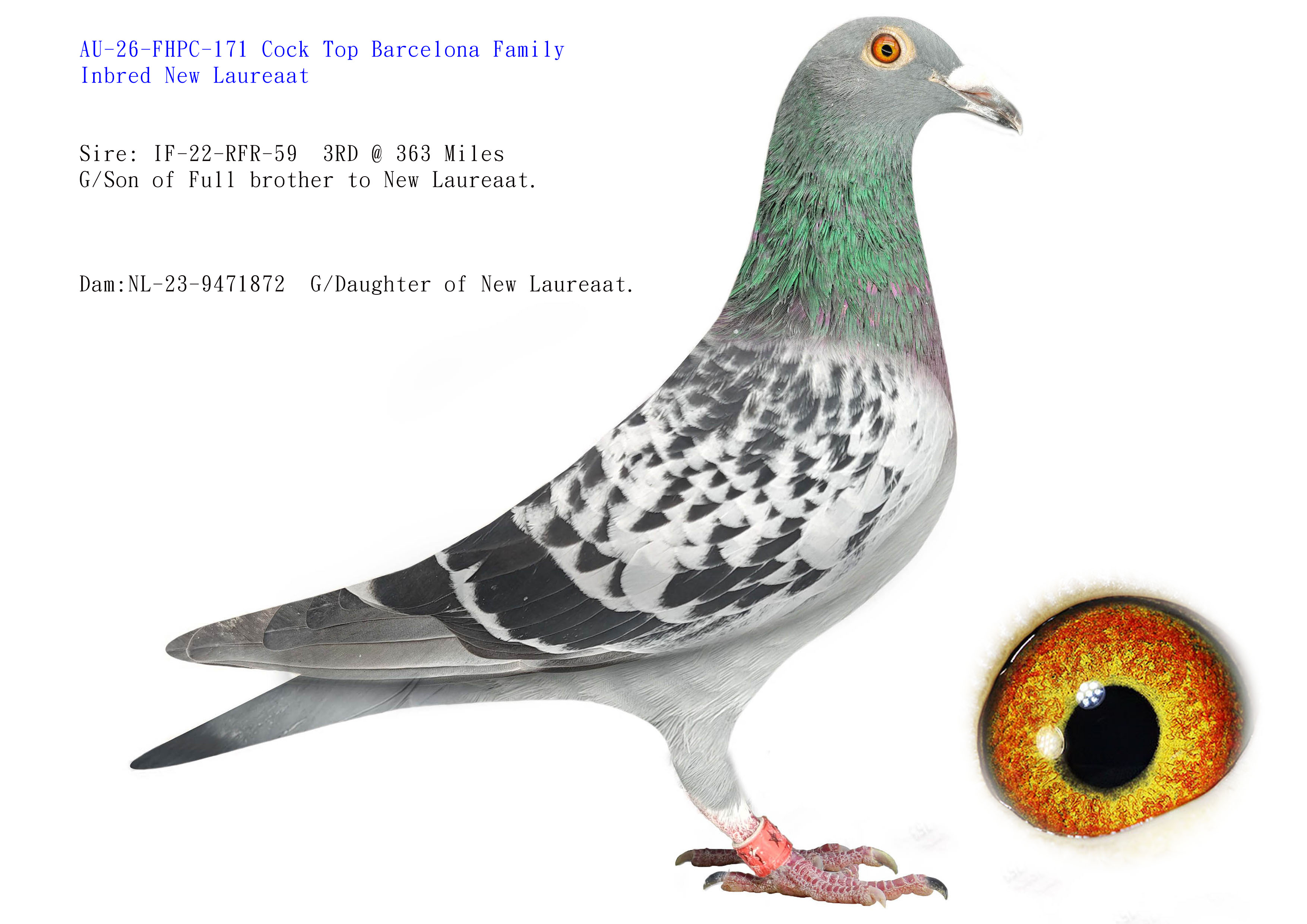 Preview Image 1