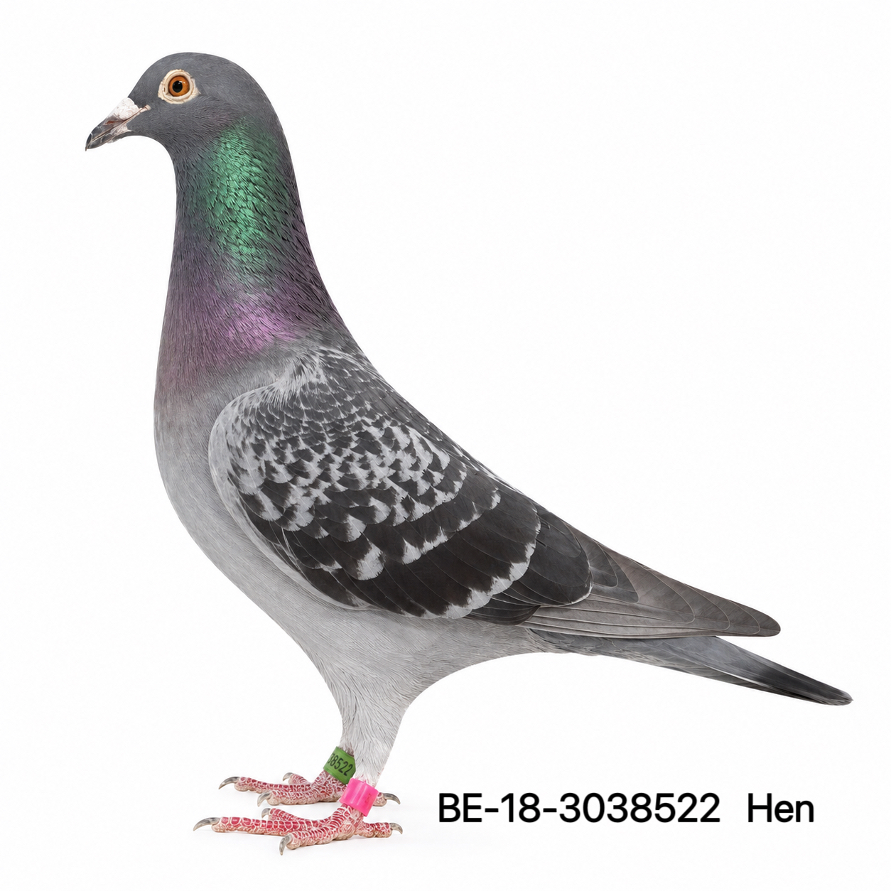 BE18-3038522 – 100% FRANS LABEEUW STICHELBAUT HEN 
