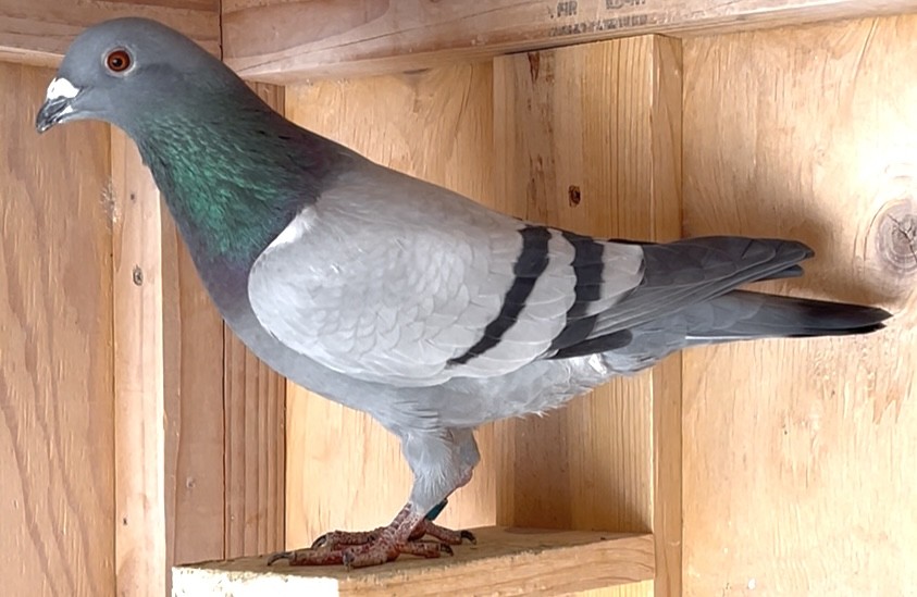 Grandson of Corvette