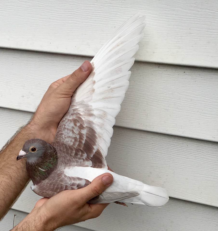 iPigeon.com - Racing Pigeon Auction