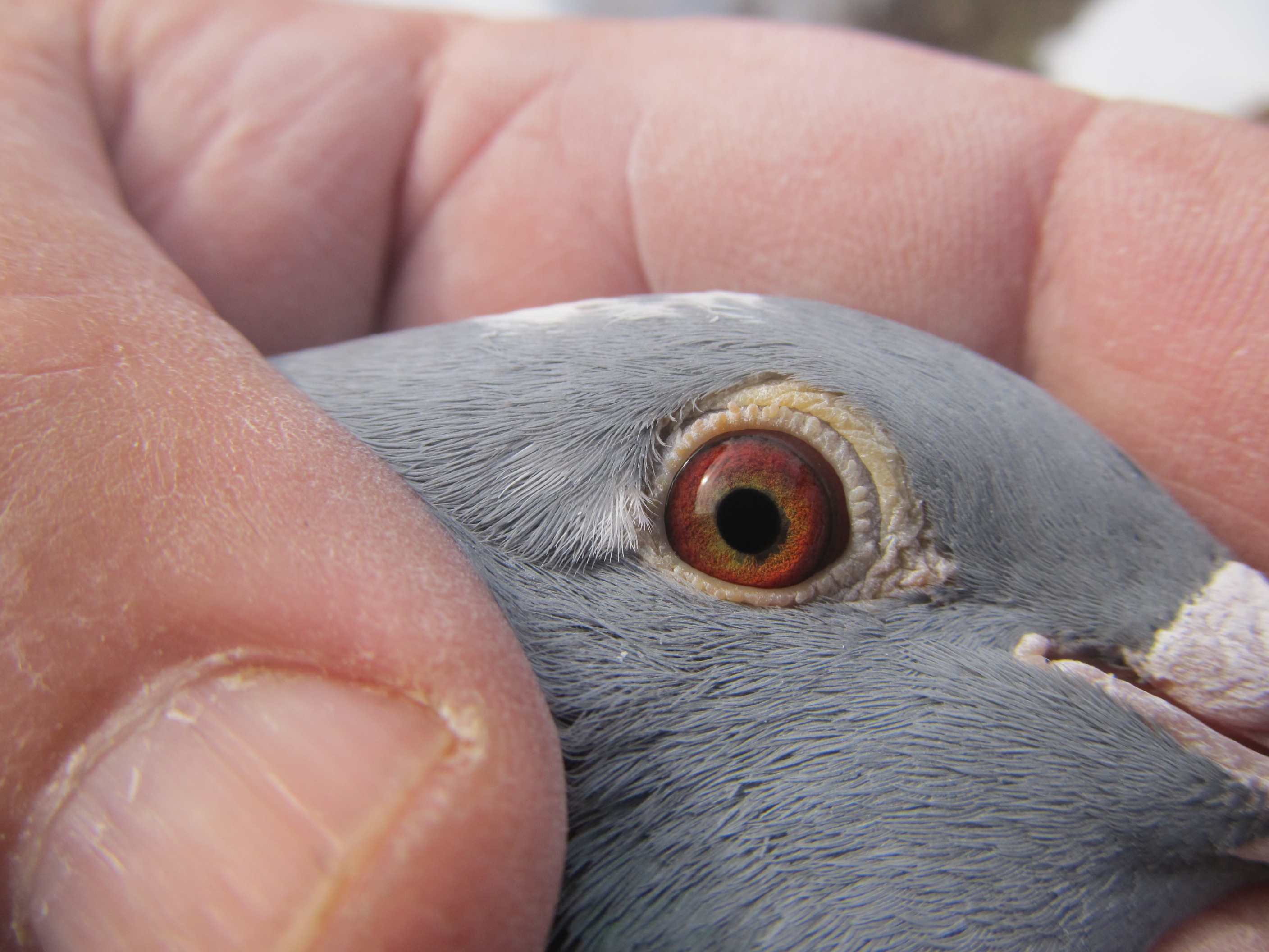 iPigeon.com - Racing Pigeon Auction