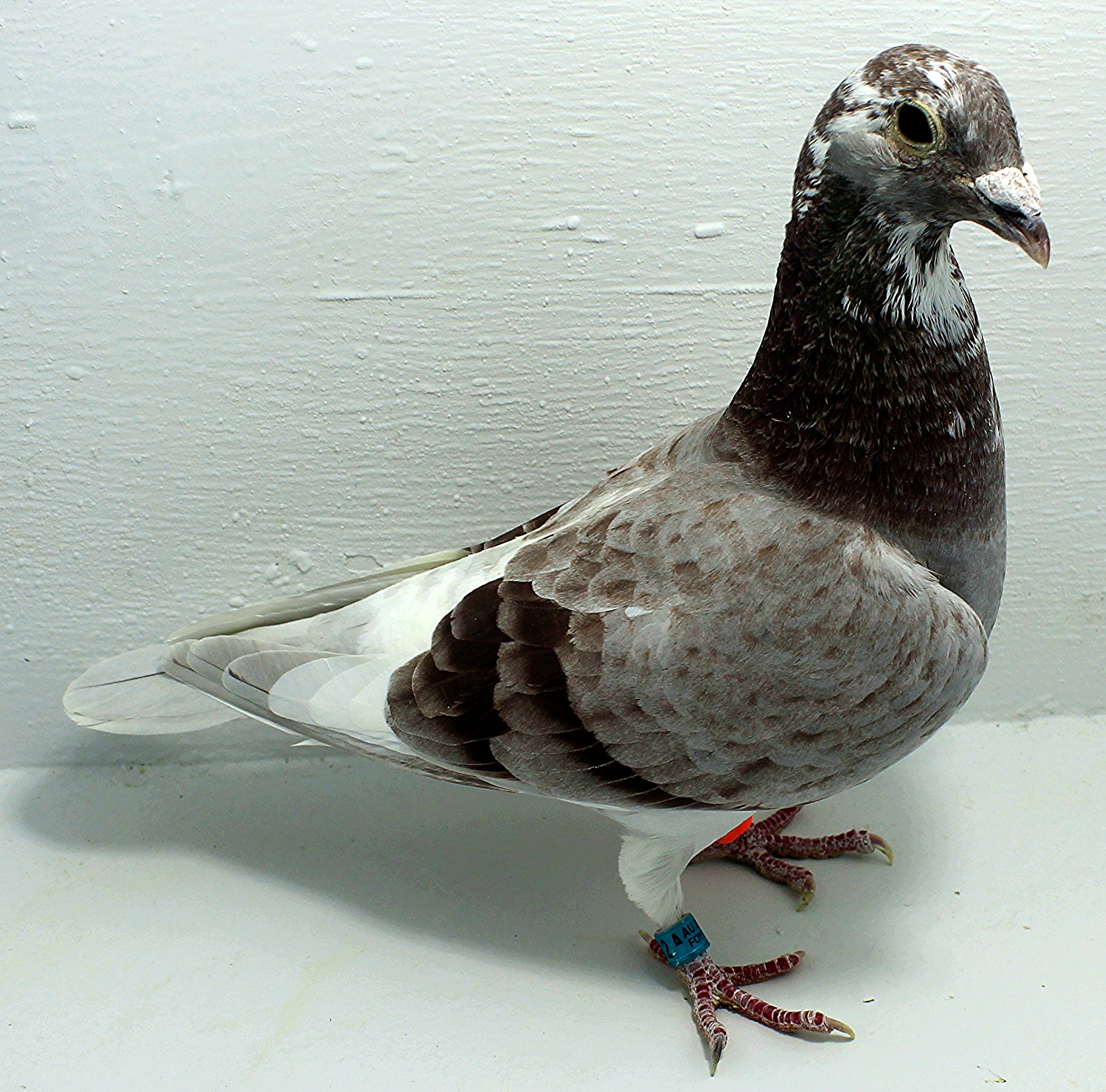 AU 20112 FOYS 2025 Pure Paul Sion