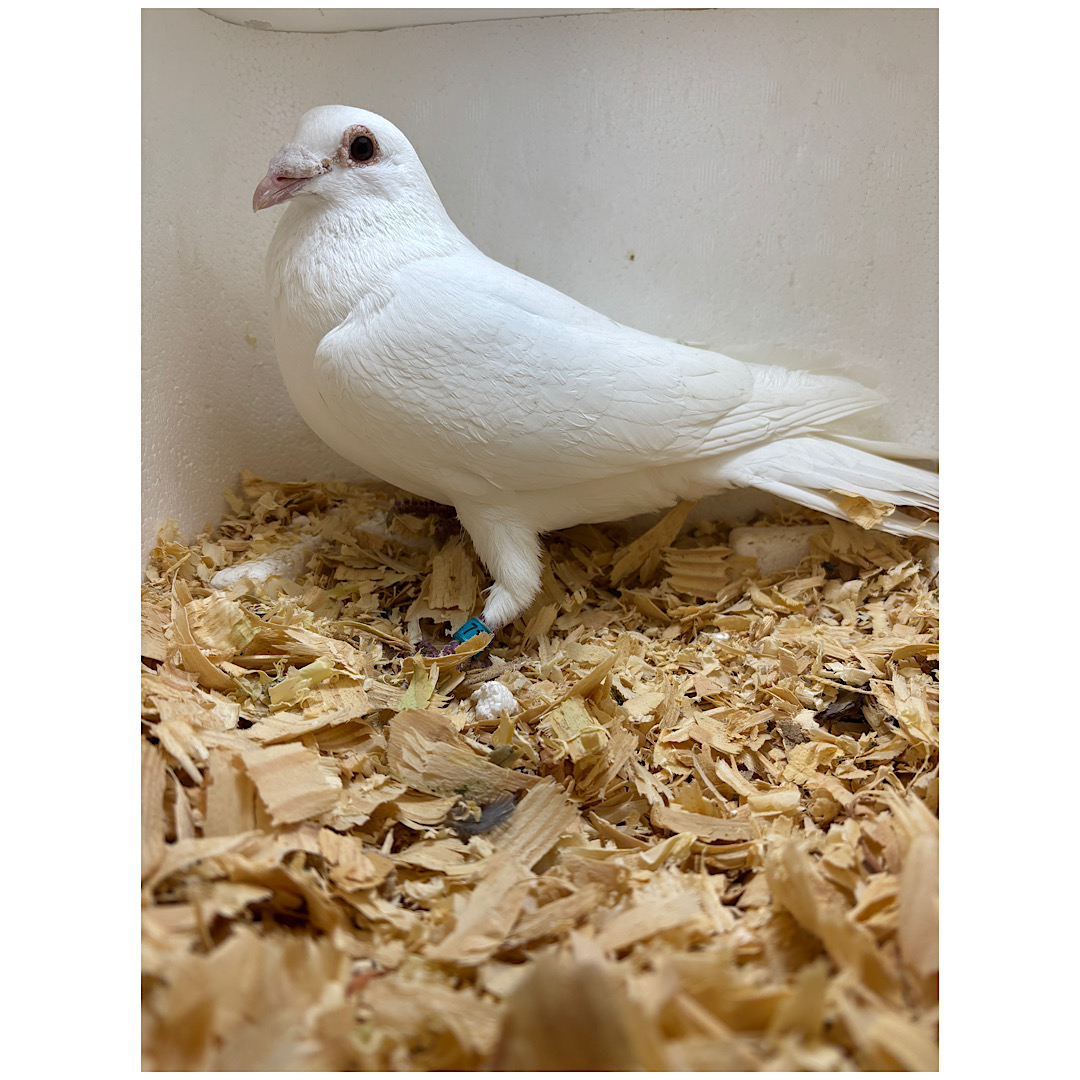 #723 cock and #4683 Hen