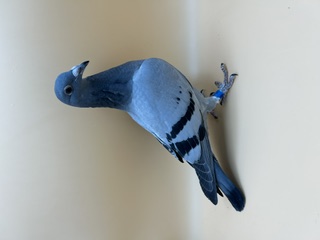 Preview Image 1