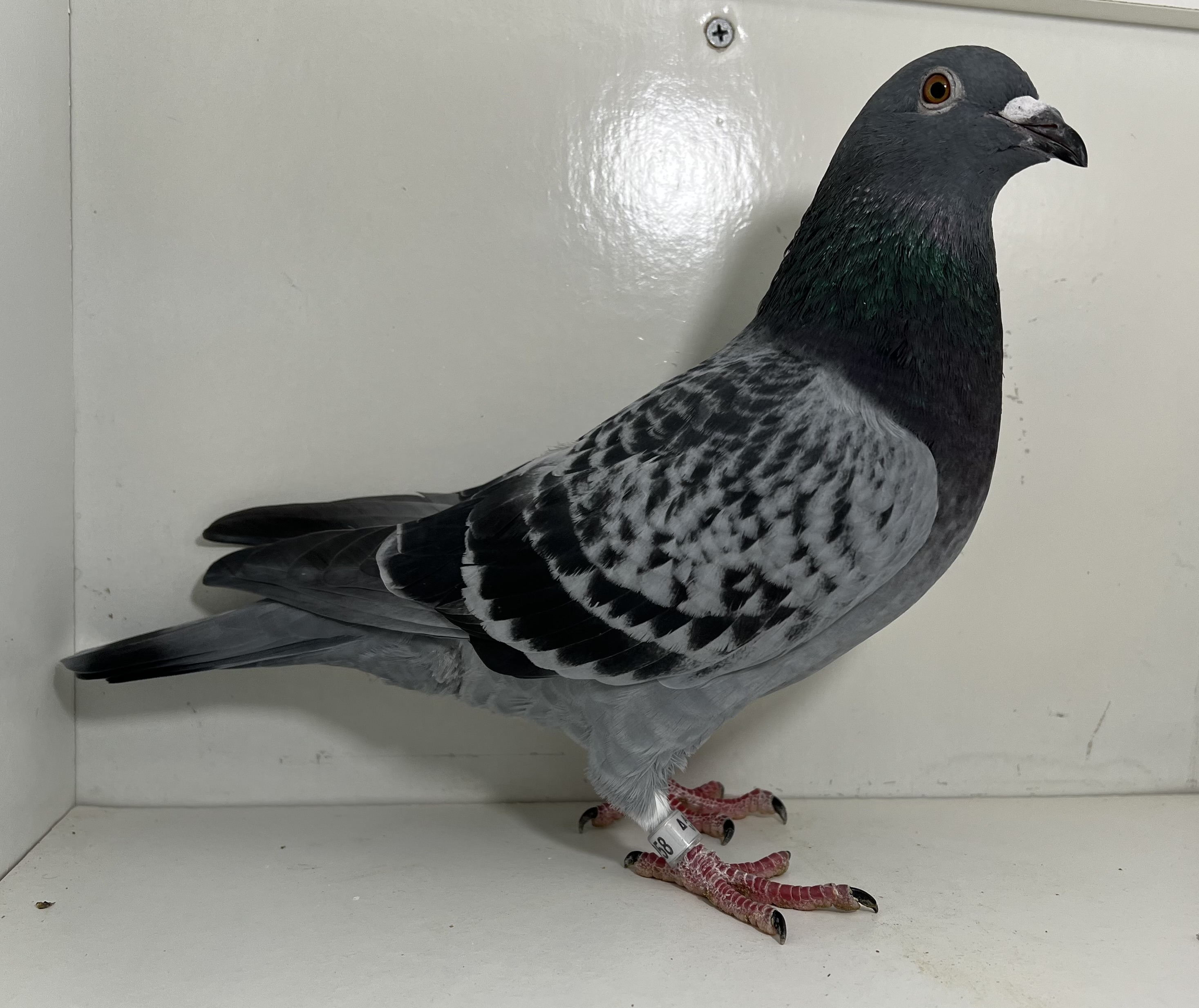 25 VITA KING 2458 BC HEN