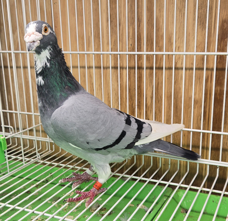 AFL-356-16 BBSP Cock 