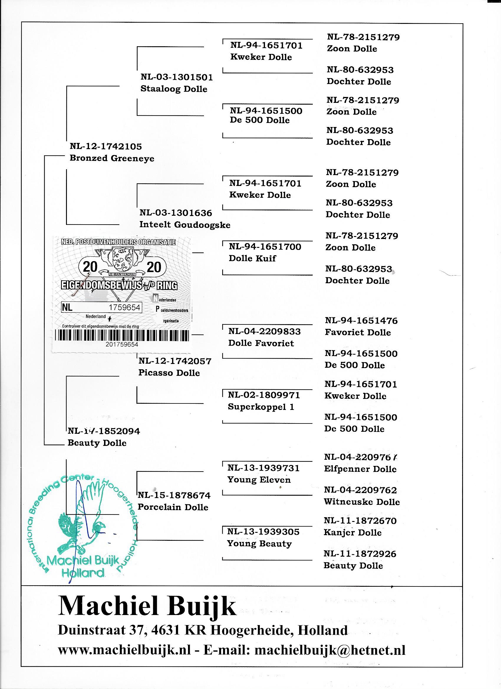 IPigeon Racing Pigeon Auction ipigeon-racing-pigeon-auction