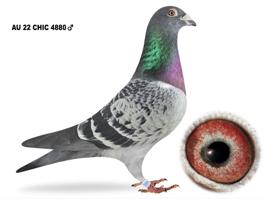 Au 22 CHIC 4880 BC COCK 