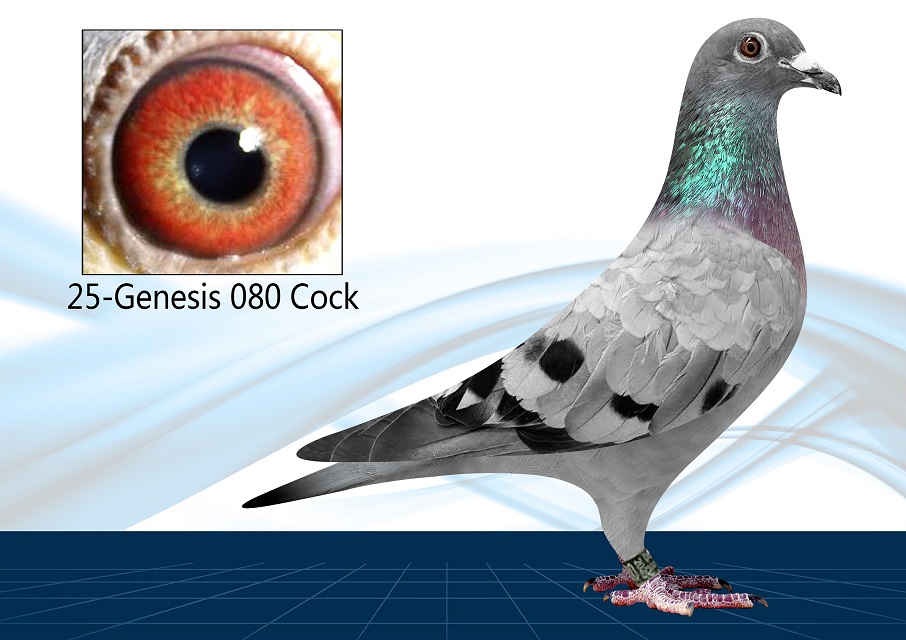 25-080(Cock) OLR Bloodline