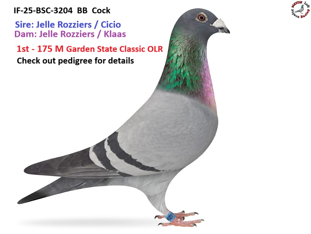 Breed this Cock for OLR success