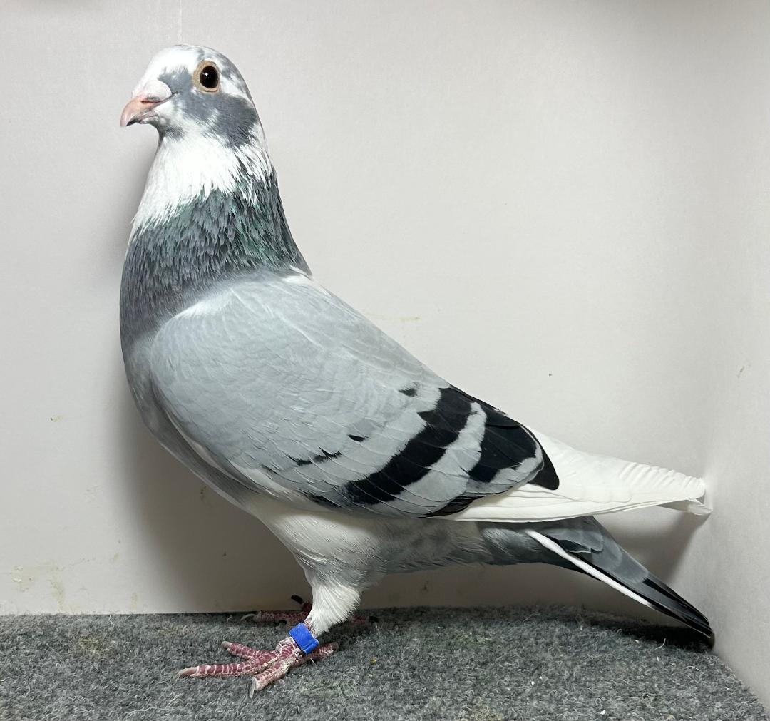 26884 RMR AU 2026 BBSP Cock