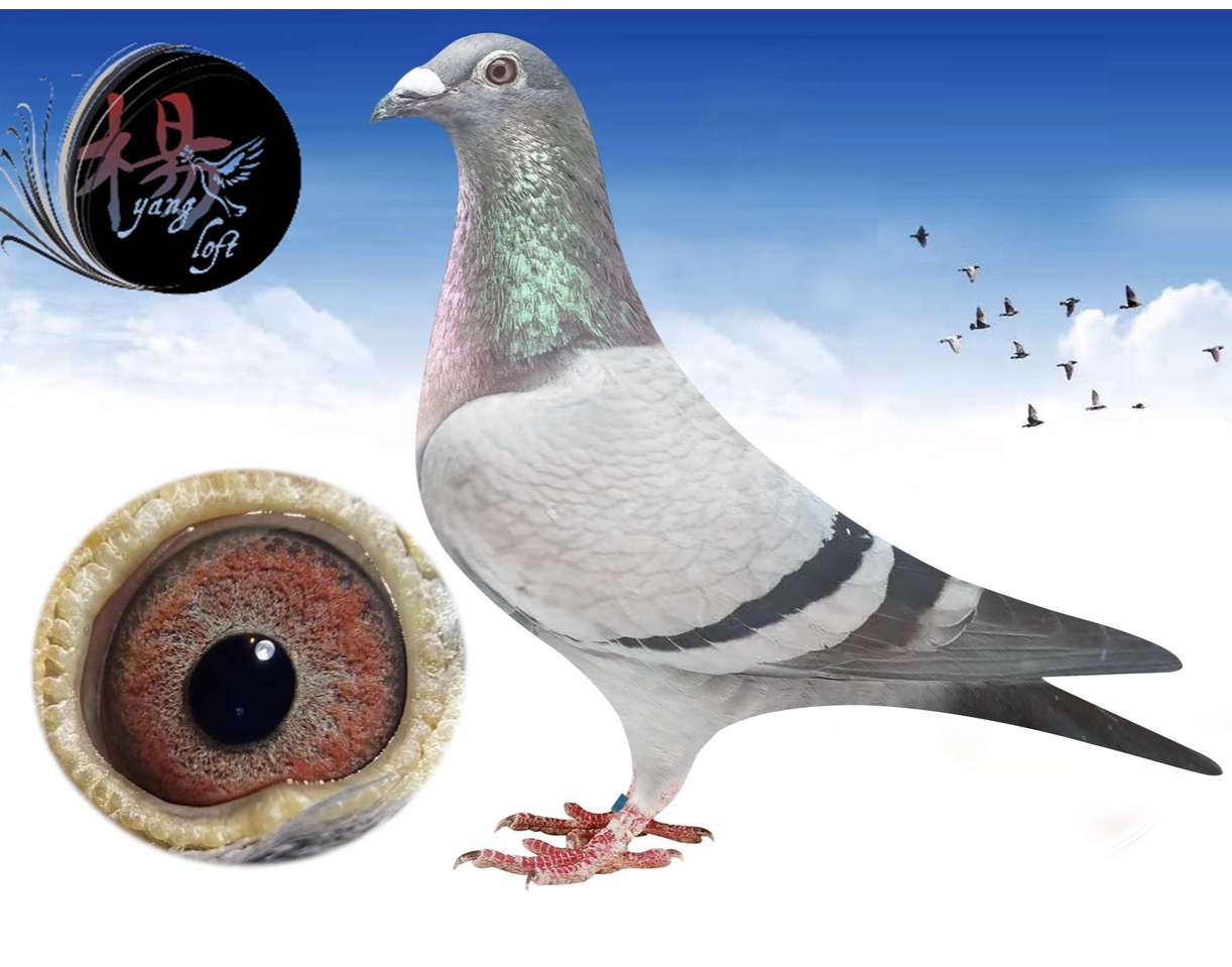 AU25-YANG-358 BB HEN