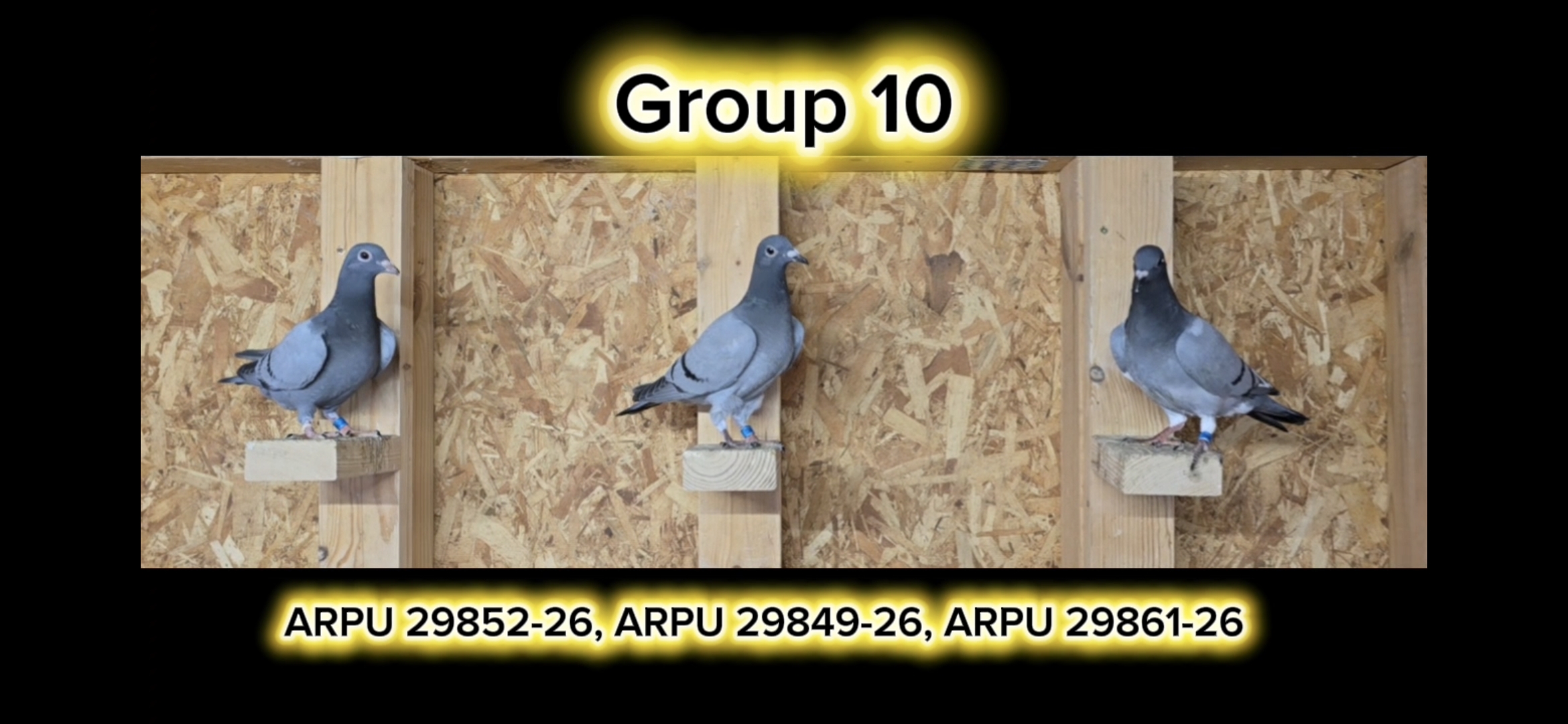 Group 10