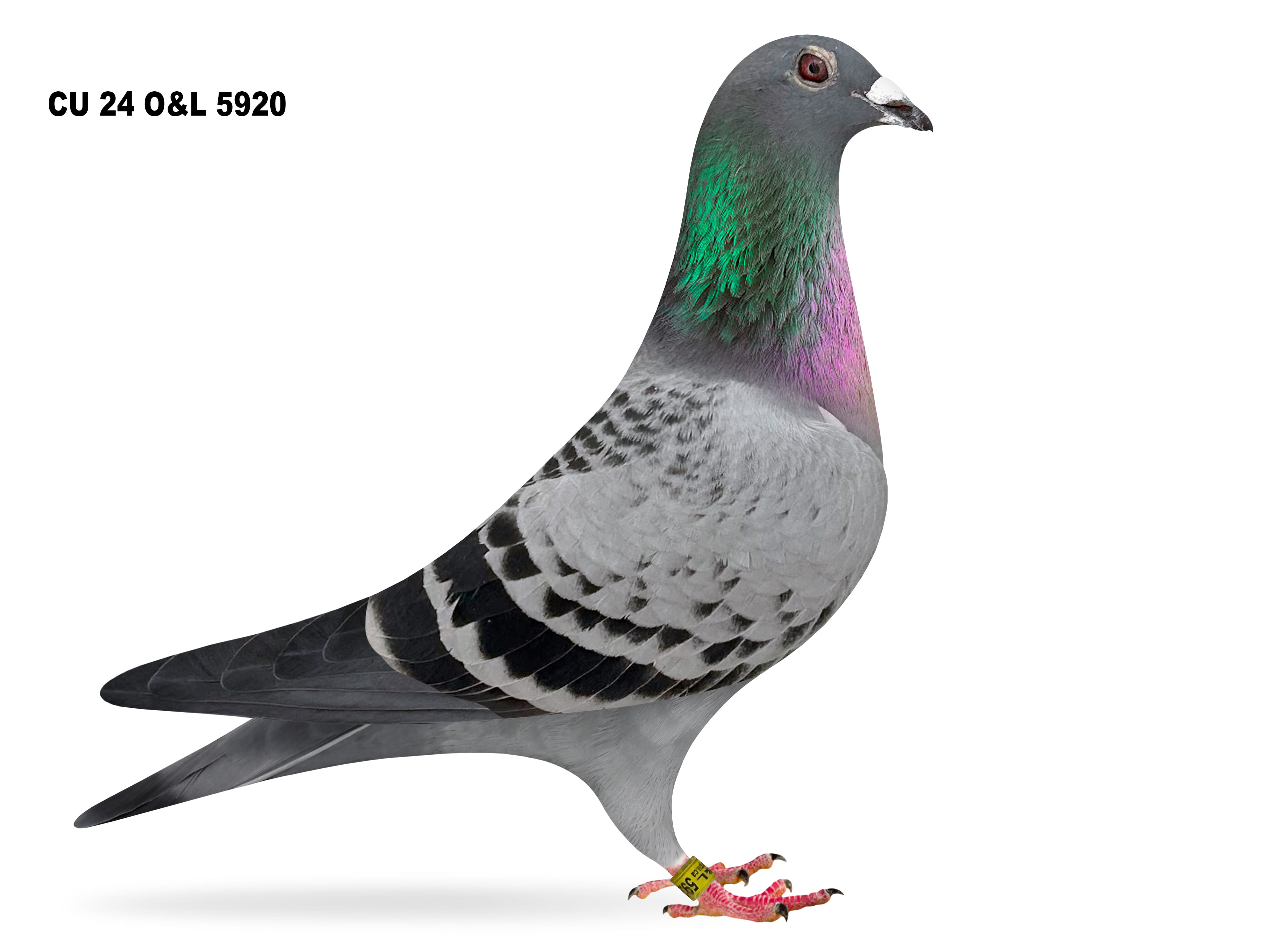 Lot 20 – CU 24 O&L 5920 BB Hen