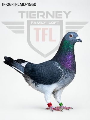 Preview Image 2