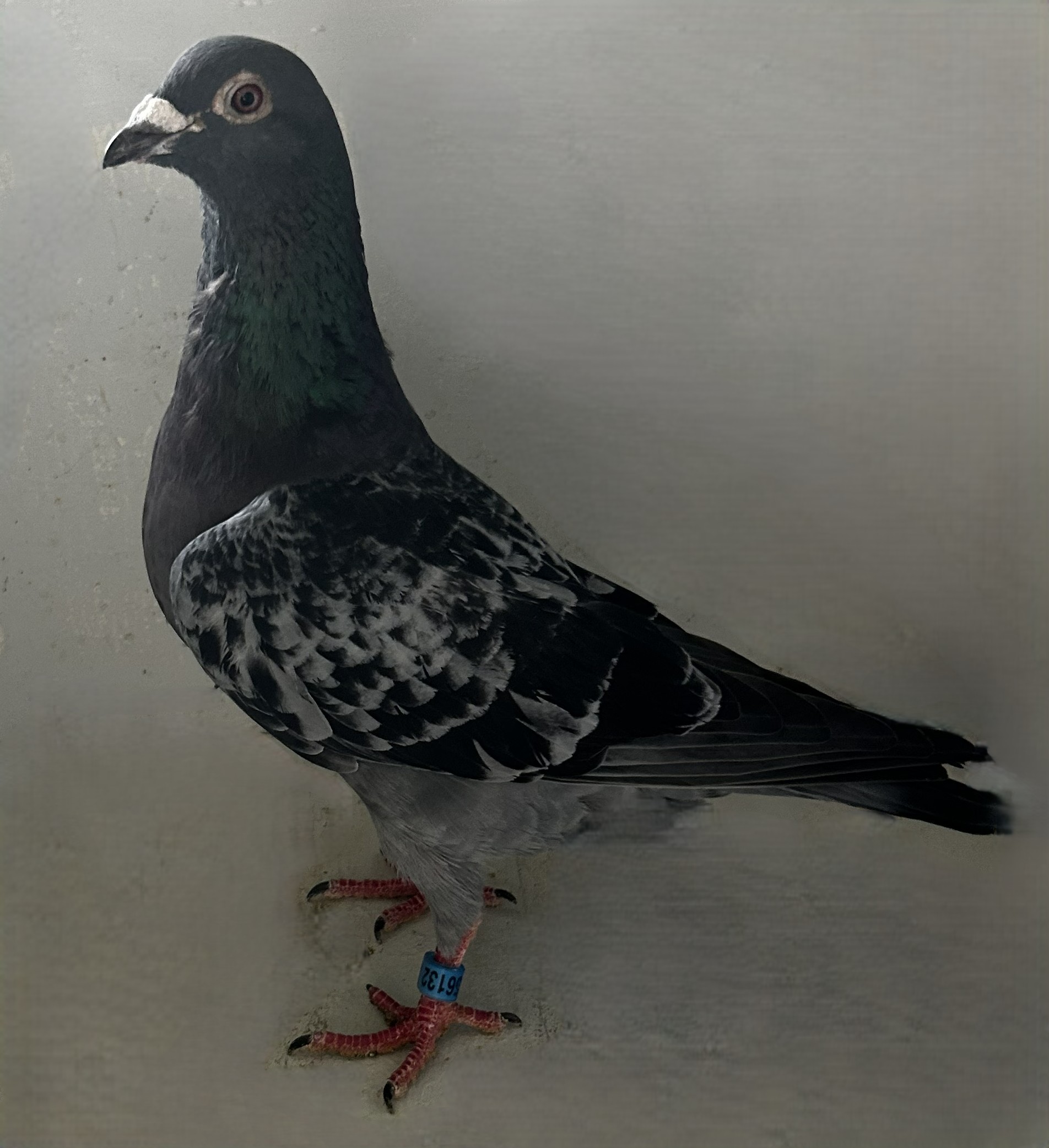 5025 NEIL 56132
 BC, Cock