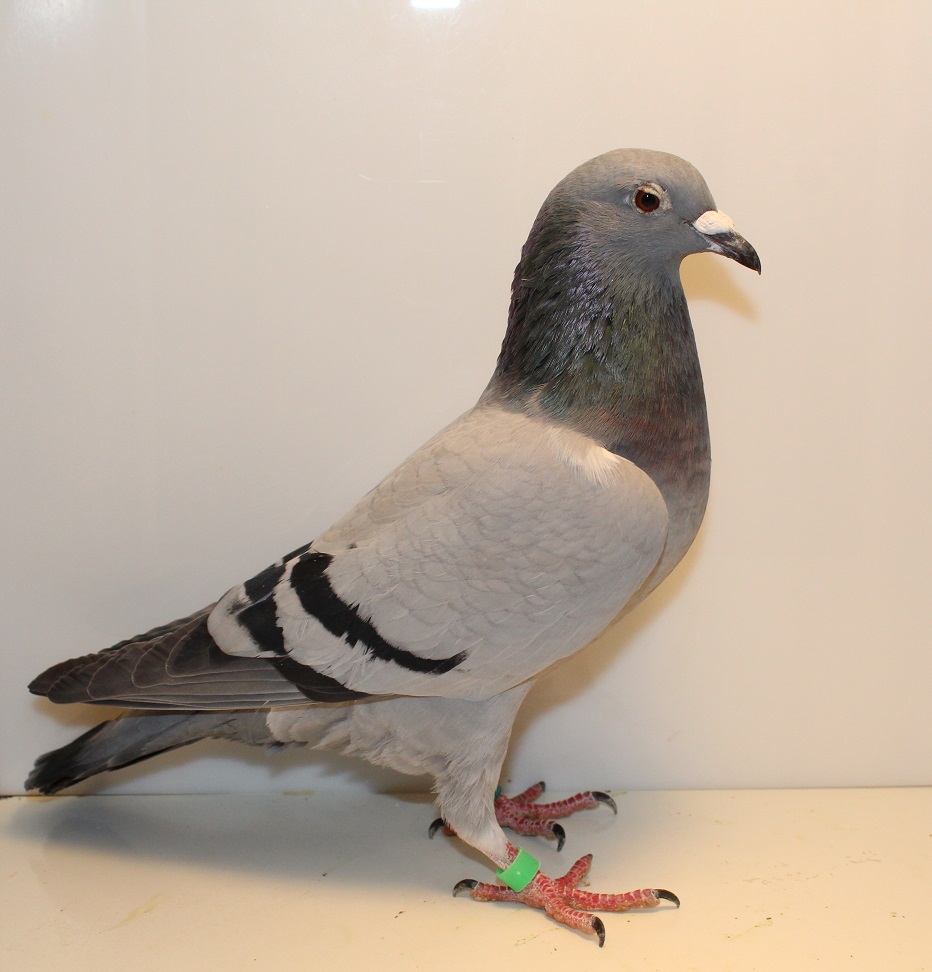 AU 25 GBW 641 BB HEN
