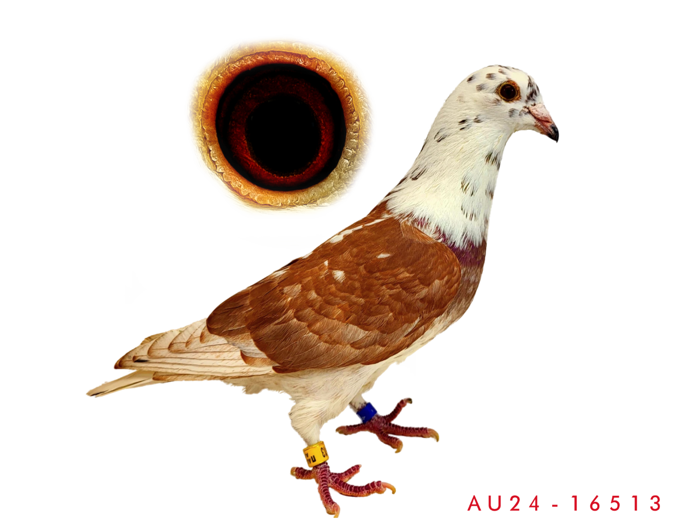 Truly Unique Red Grizzle Cock