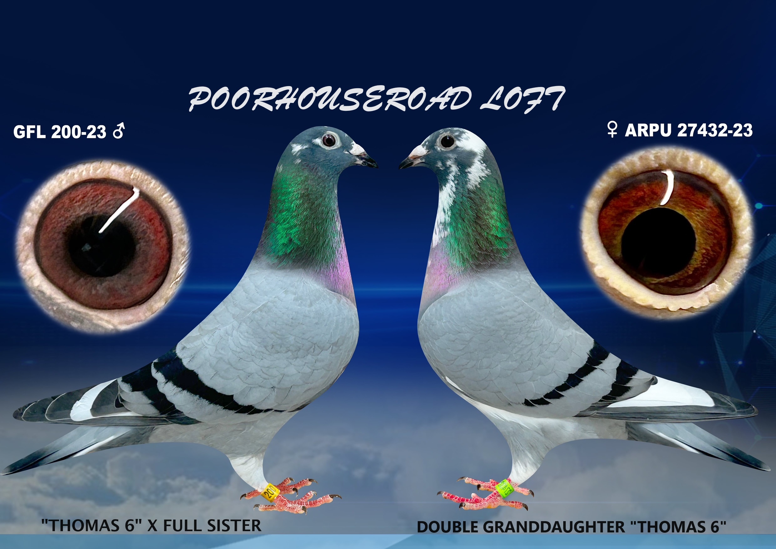 ARPU 56838-25 PIED COCK