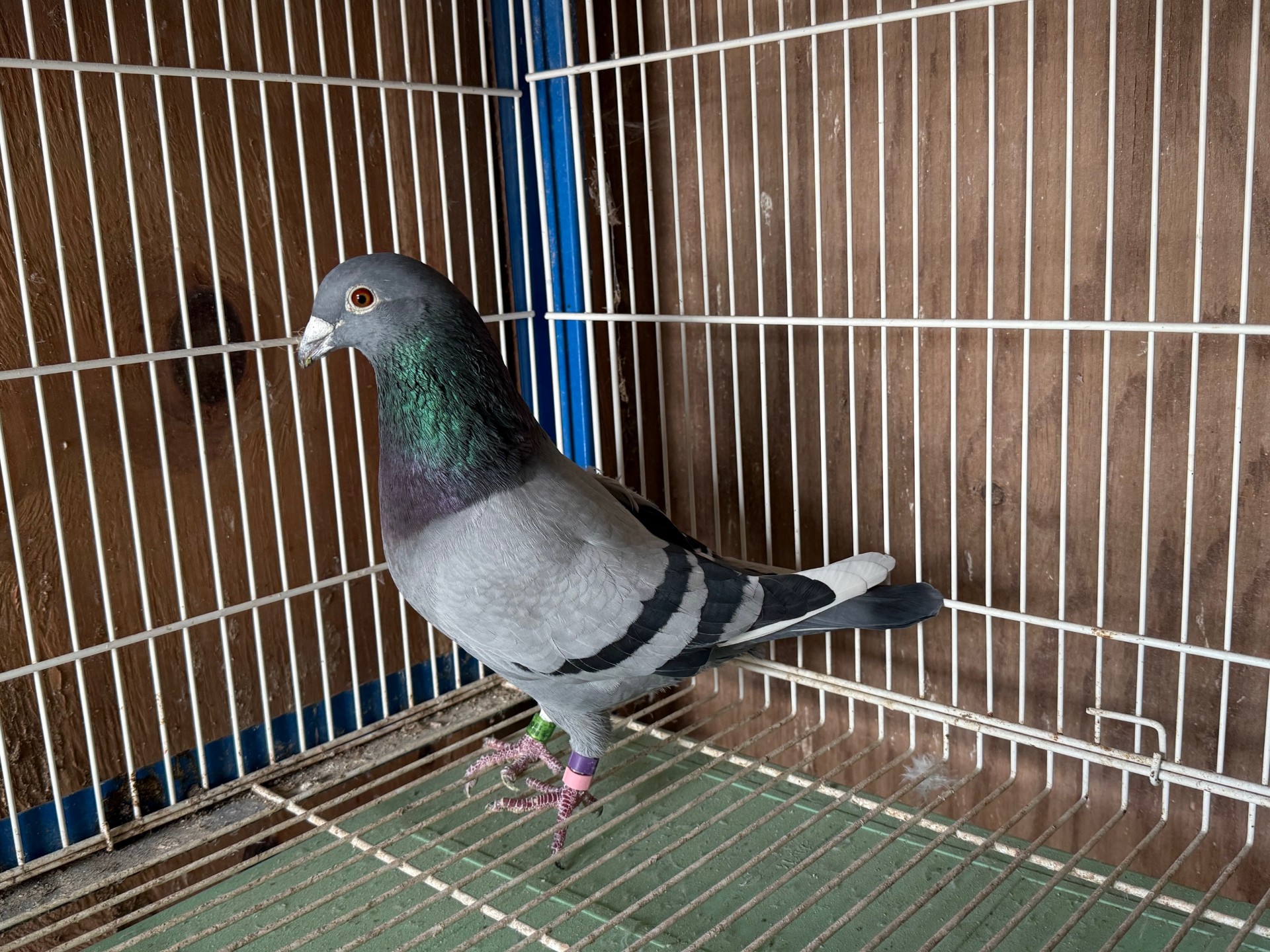 BE18-6063799 BBWF Male