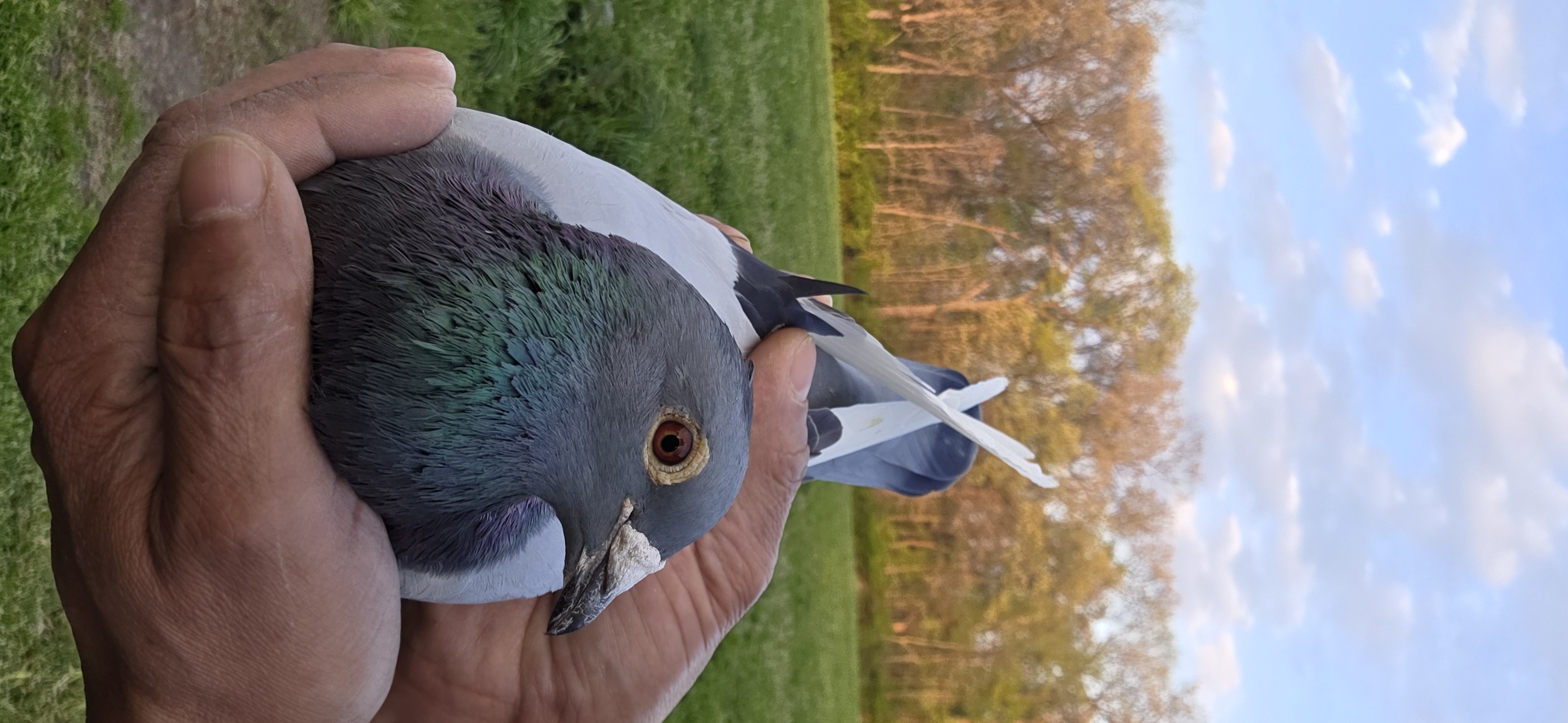 AU 22 JEDDS 17206 
BB W FLT COCK