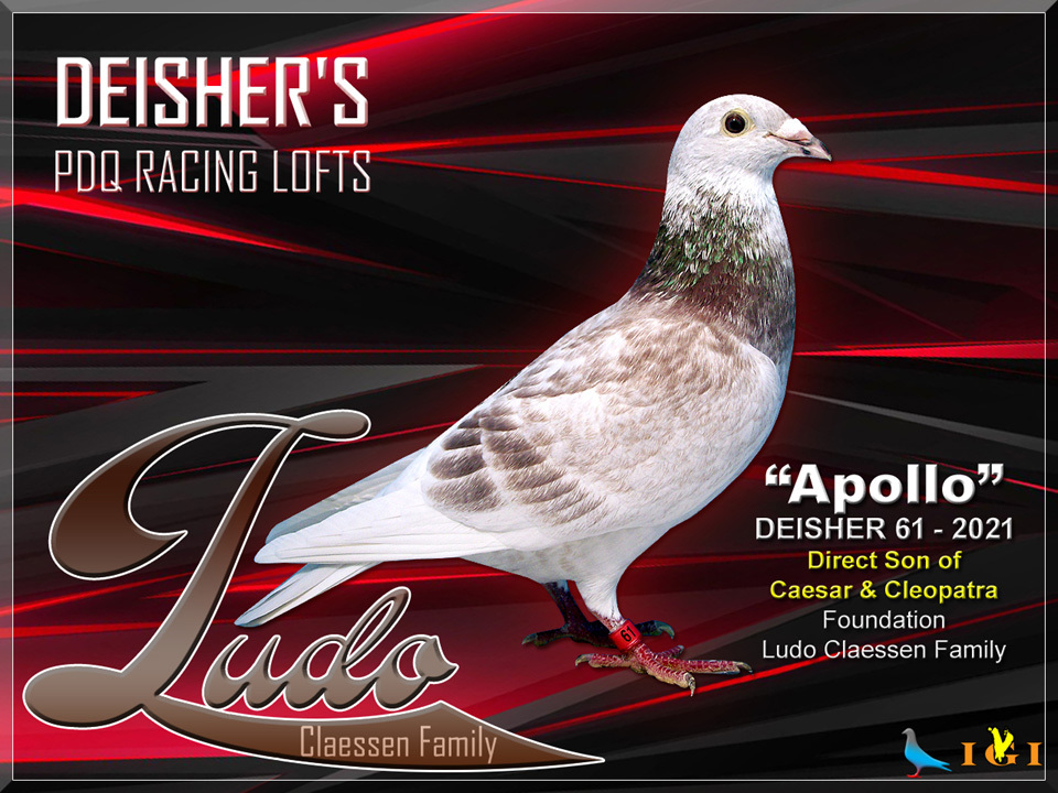 iPigeon.com - Racing Pigeon Auction