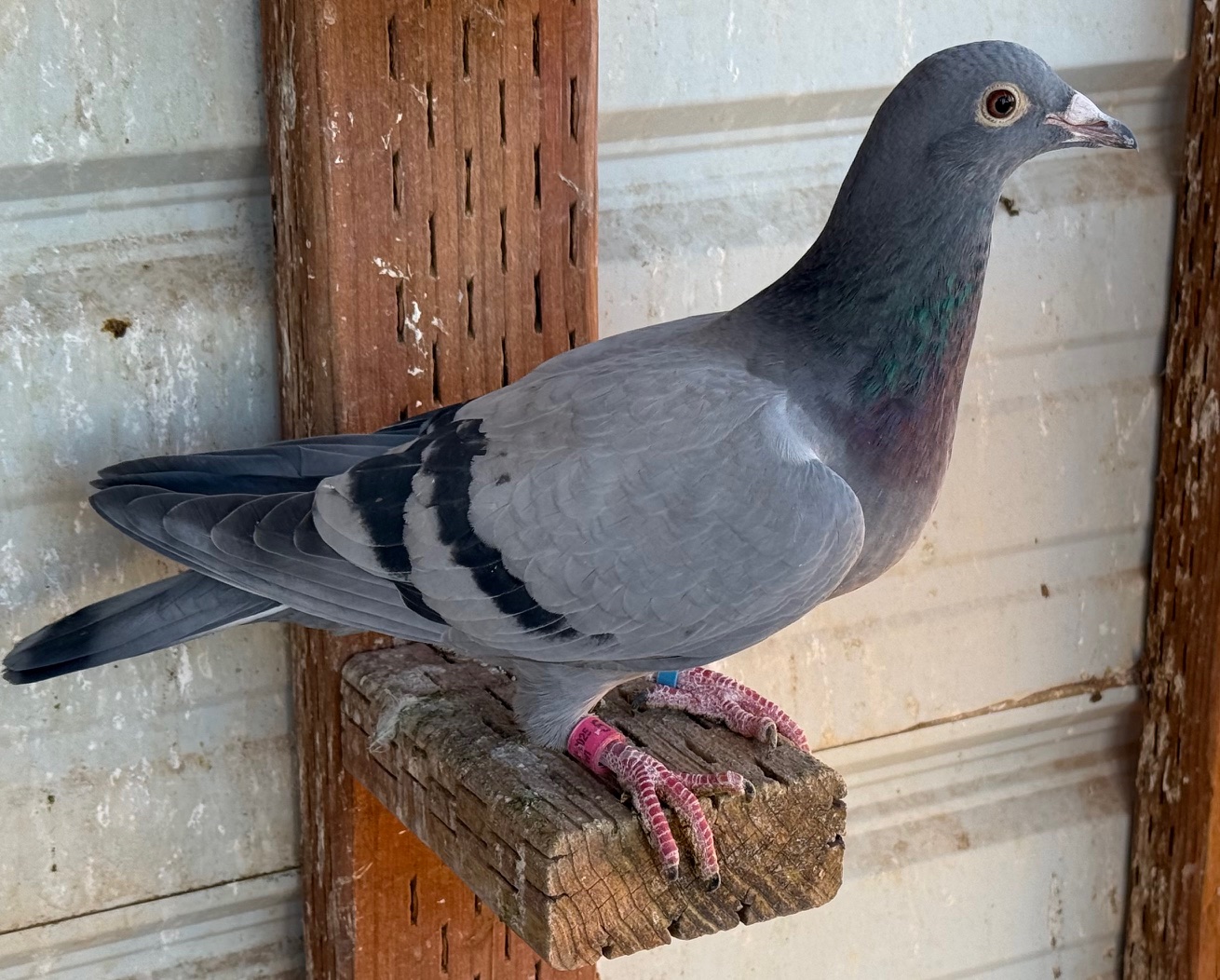 Bird Pedigree Full of Money Winners