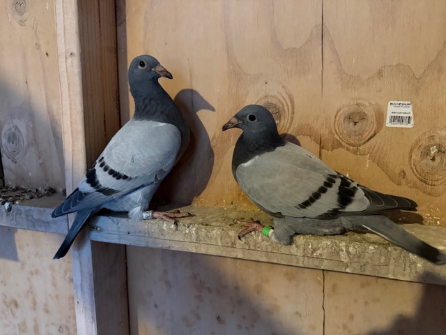 2026 NESTMATES OFF PROTEGE 