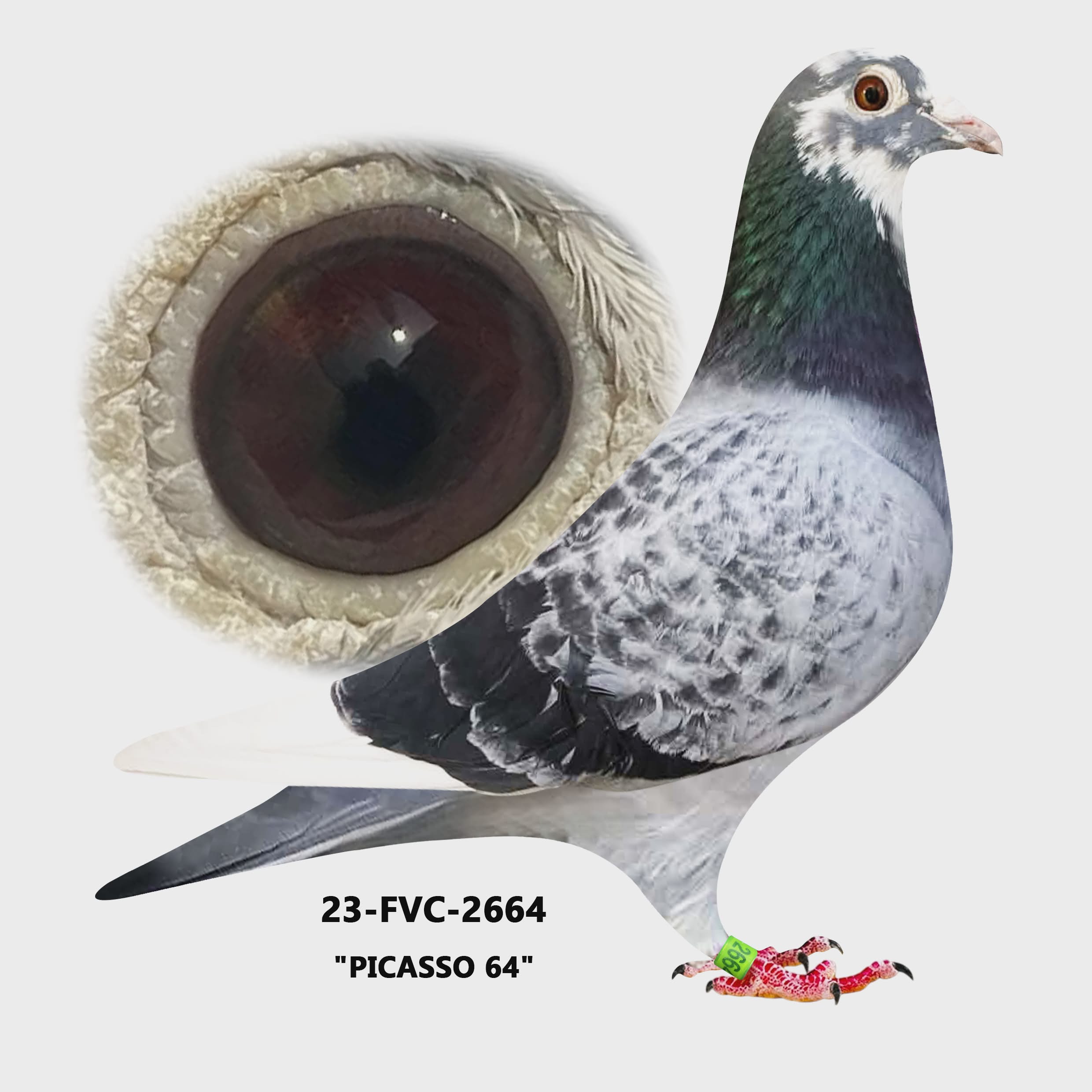 23-FVC-2664 Pencil WF Cock.