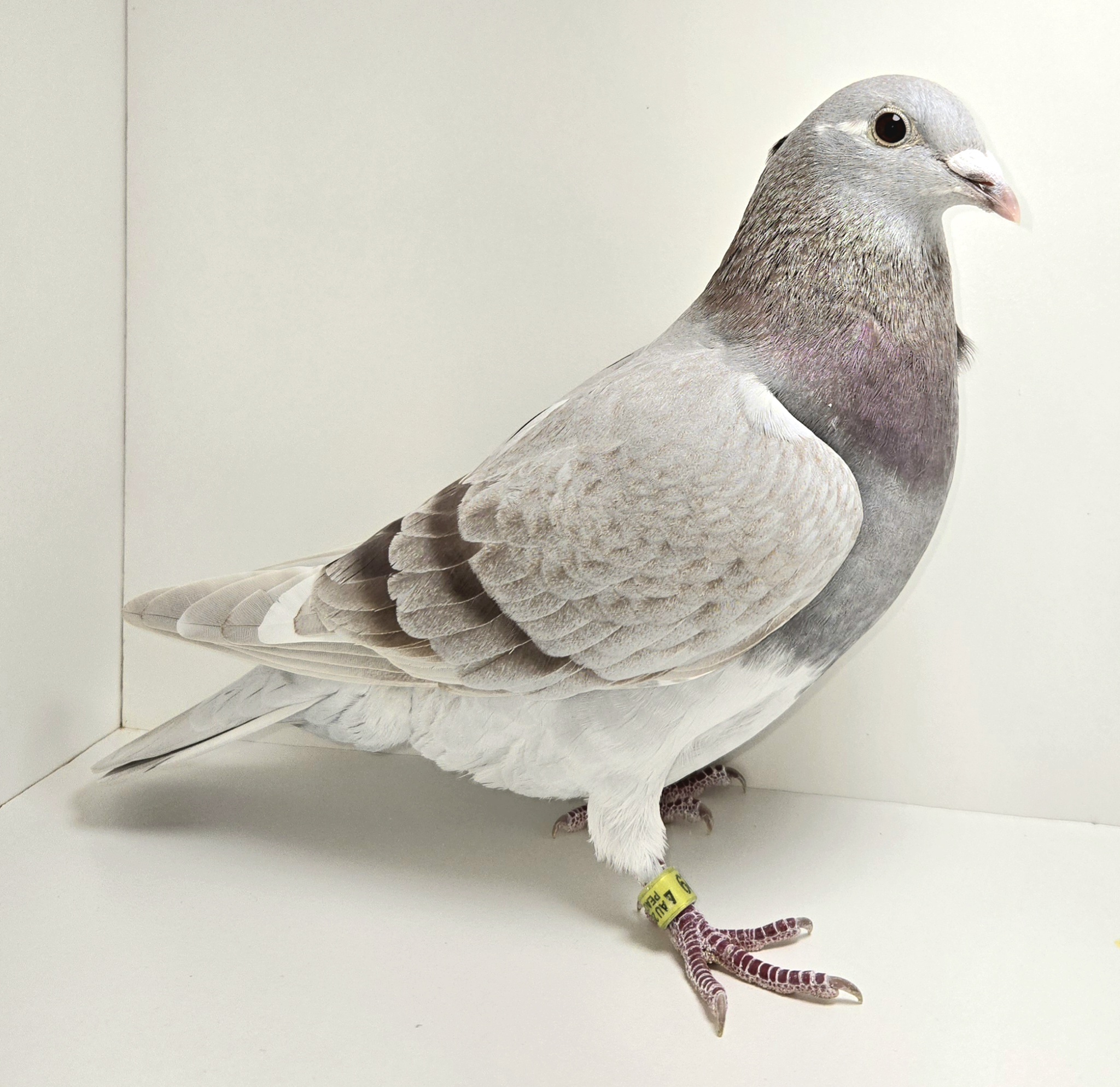 PEACH-25529-25 Silwf Hen