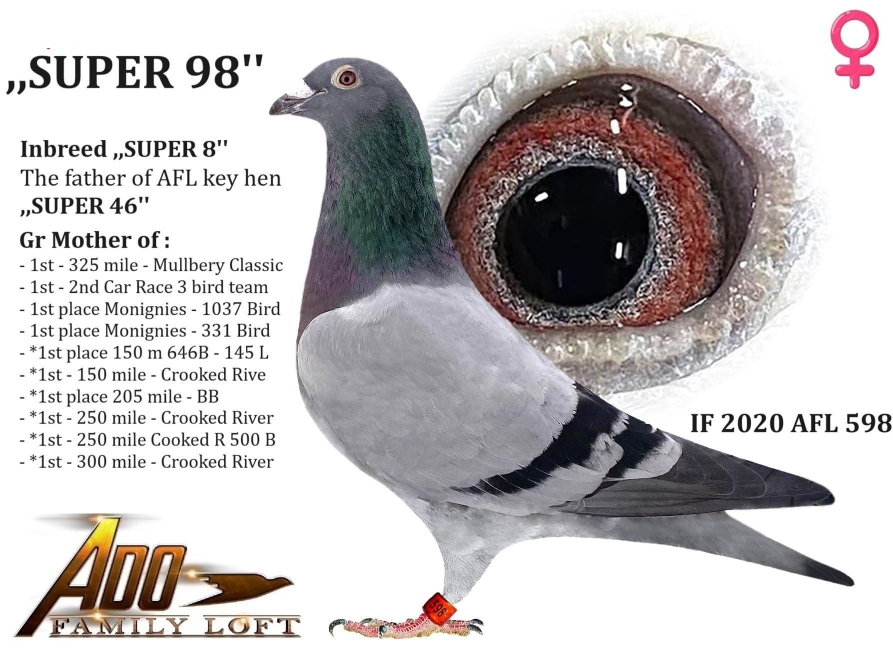 IF 2020 AFL 598