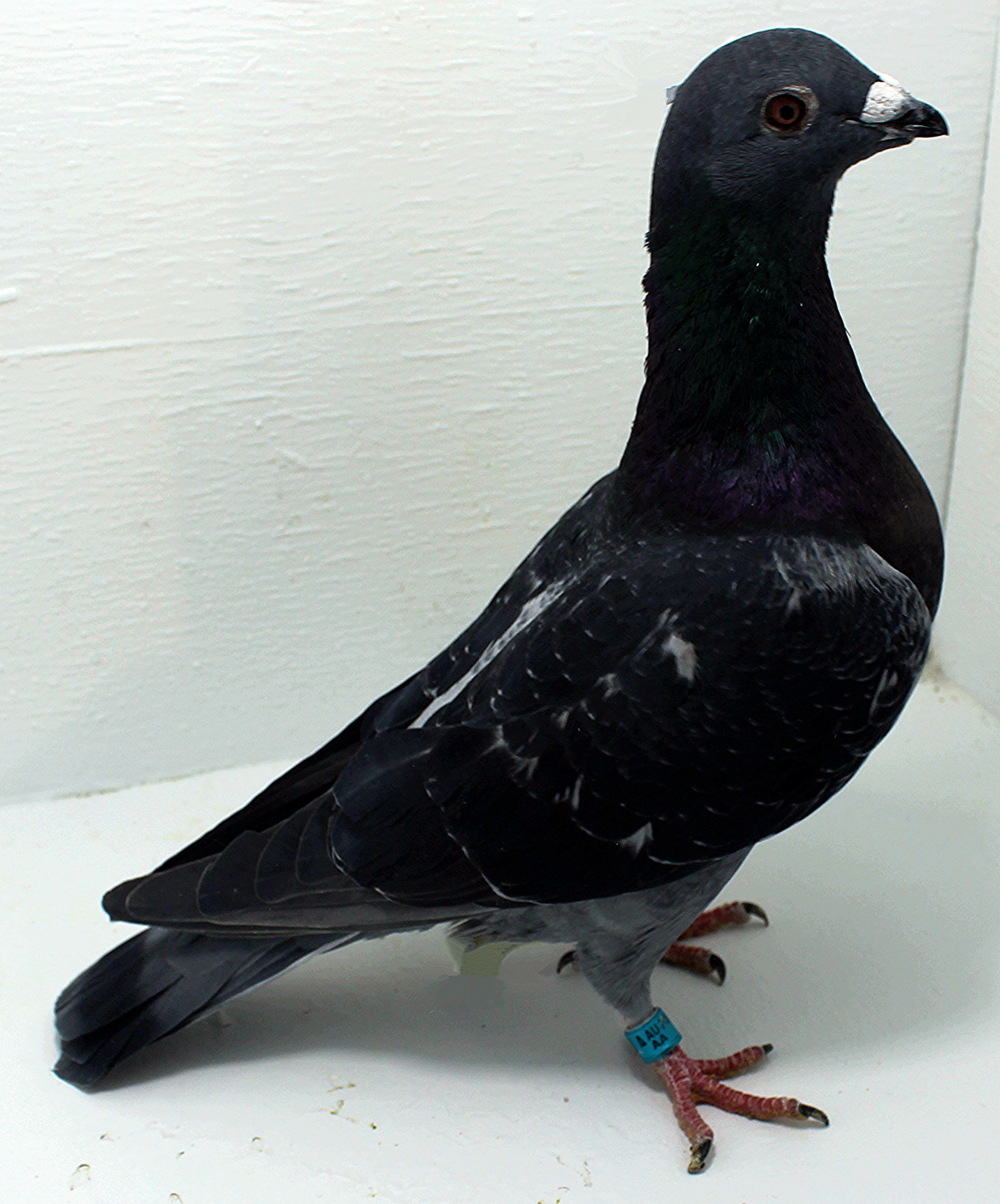 AU 41433 AA 2025 Pure Hansenne