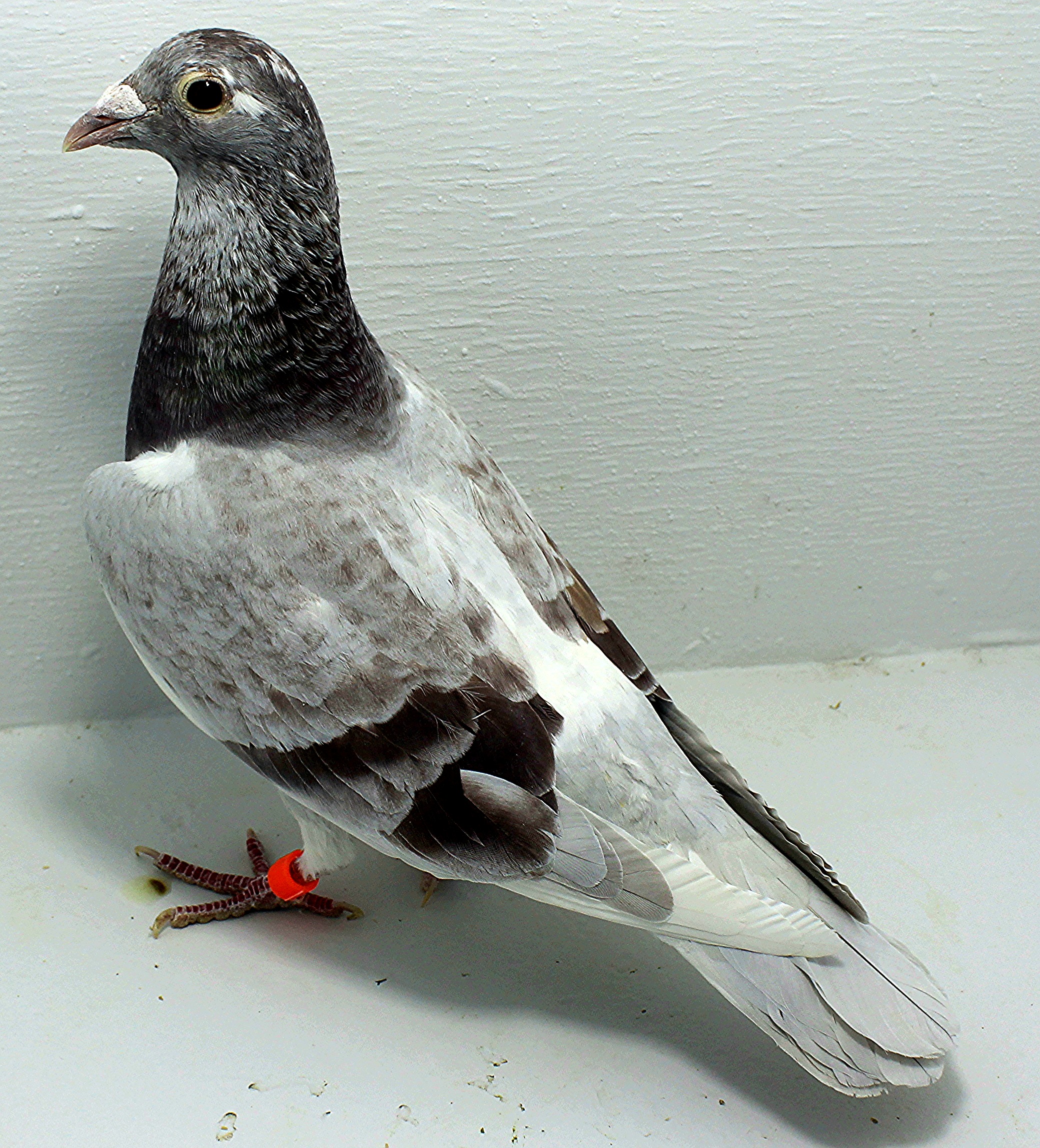 6856 IPB B 2025 Pure Paul Sion