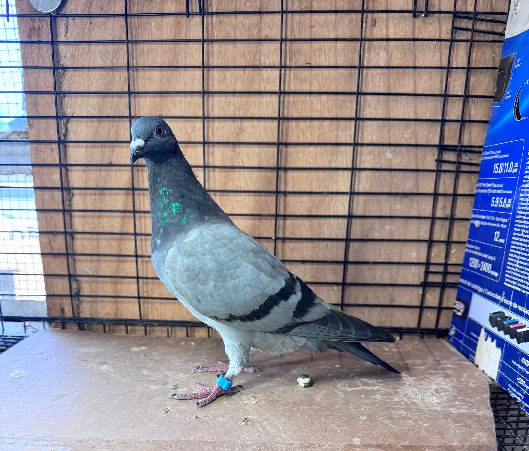 427 BB WOLVERINE COCK